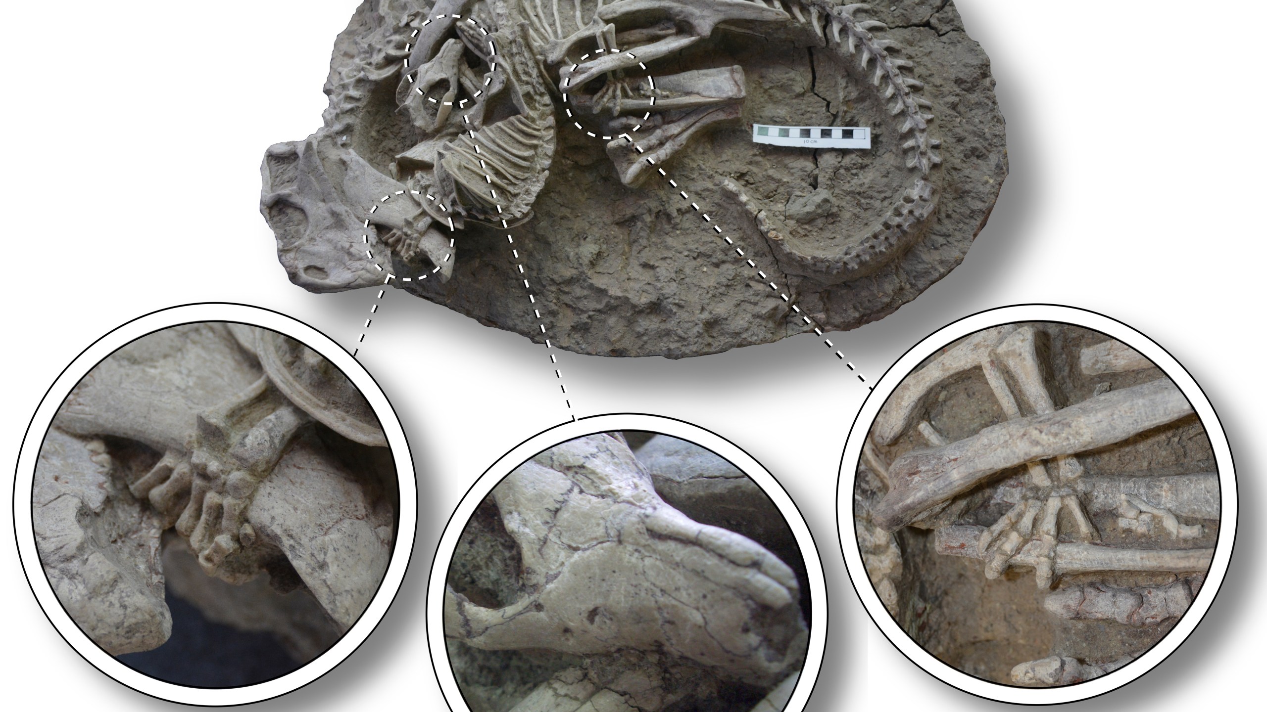 This image provided by the Canadian Museum of Nature shows entangled dinosaur and mammal skeletons with details of their interaction. The scale bar equals 10 cm. The unusual fossil from China suggests some early mammals may have hunted down dinosaur meat for dinner. The fossil shows a badger-like creature chomping down on a beaky dinosaur three times its size. The research published on Tuesday, July 18, 2023, adds to growing evidence that even when dinosaurs ruled the Earth, some mammals were biting back. (Gang Han/Canadian Museum of Nature via AP)