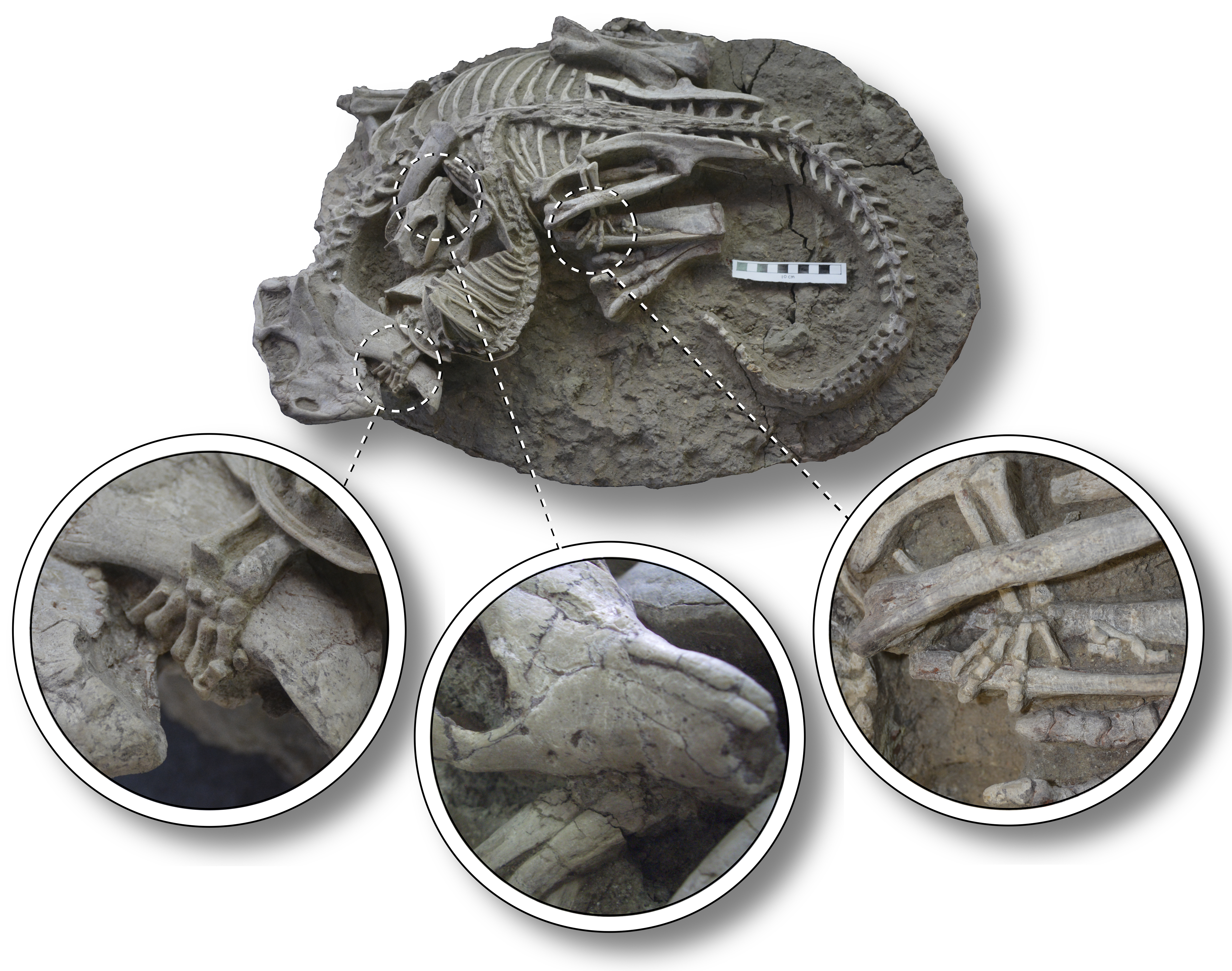 This image provided by the Canadian Museum of Nature shows entangled dinosaur and mammal skeletons with details of their interaction. The scale bar equals 10 cm. The unusual fossil from China suggests some early mammals may have hunted down dinosaur meat for dinner. The fossil shows a badger-like creature chomping down on a beaky dinosaur three times its size. The research published on Tuesday, July 18, 2023, adds to growing evidence that even when dinosaurs ruled the Earth, some mammals were biting back. (Gang Han/Canadian Museum of Nature via AP)