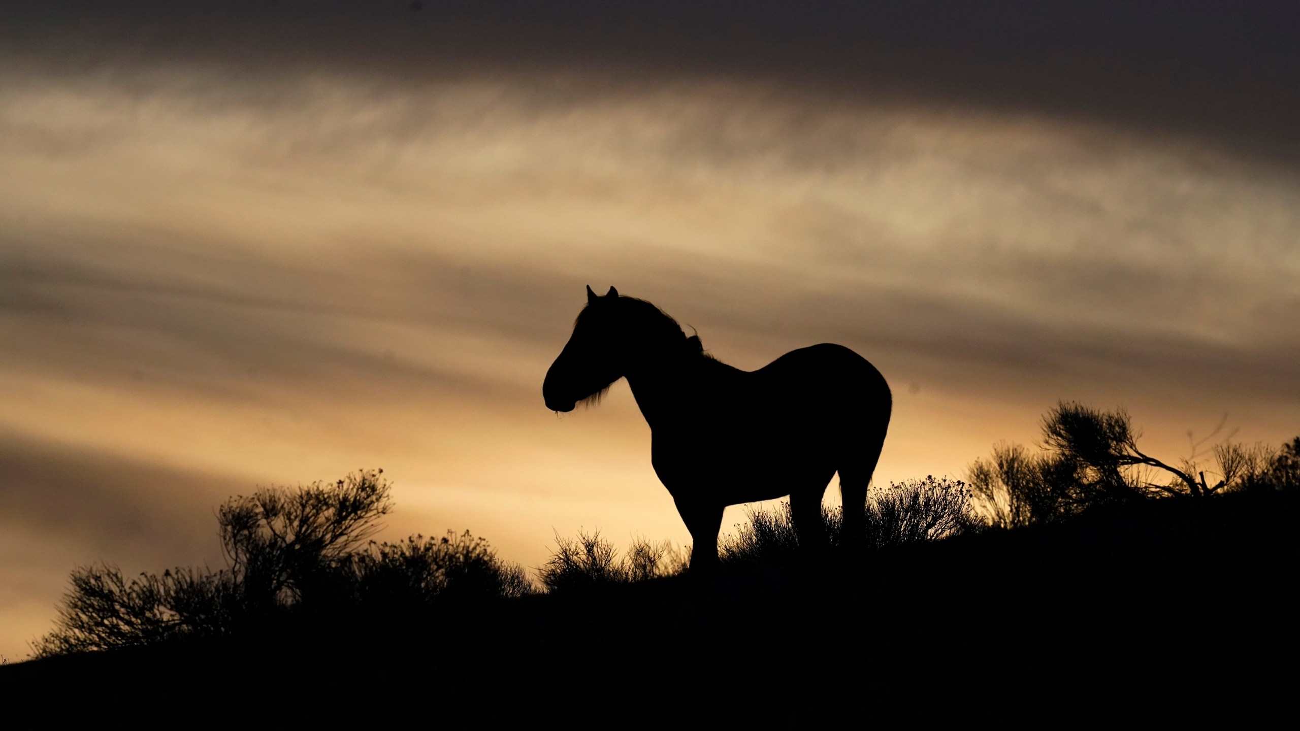 FILE - A wild horse stands on a hillside on the Fort McDermitt Paiute-Shoshone Indian Reservation, April 24, 2023, near McDermitt, Nev. Eleven wild horses have died in the first 10 days of a big mustang roundup in Nevada. The dead include five young foals, four horses that broke their necks and a stallion that snapped a rear leg on Wednesday, July 12, southeast of Elko, then was chased by a helicopter and horseback rider as it tried to flee on three legs for 35 minutes before it was euthanized, according to witnesses. (AP Photo/Rick Bowmer, File)