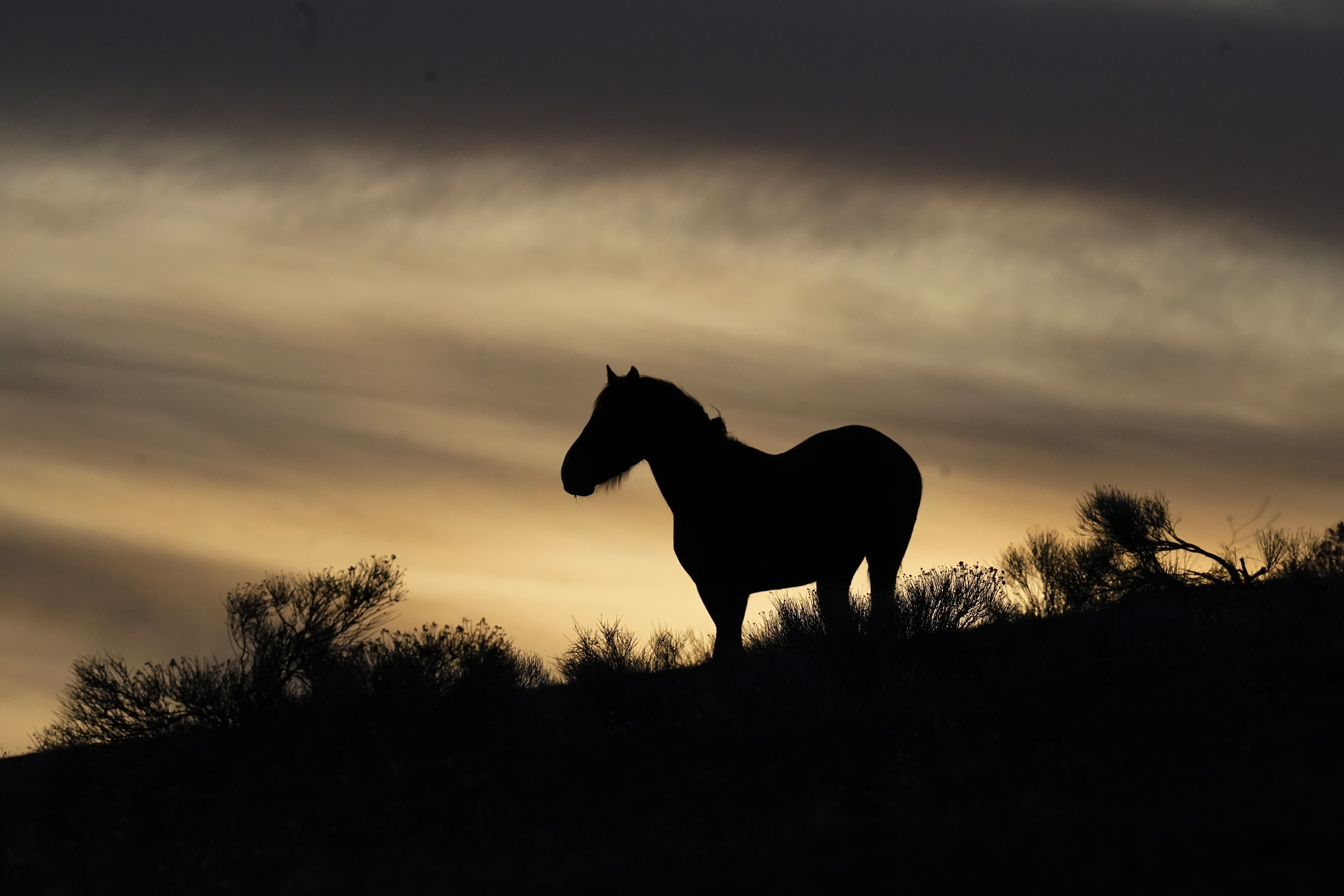 FILE - A wild horse stands on a hillside on the Fort McDermitt Paiute-Shoshone Indian Reservation, April 24, 2023, near McDermitt, Nev. Eleven wild horses have died in the first 10 days of a big mustang roundup in Nevada. The dead include five young foals, four horses that broke their necks and a stallion that snapped a rear leg on Wednesday, July 12, southeast of Elko, then was chased by a helicopter and horseback rider as it tried to flee on three legs for 35 minutes before it was euthanized, according to witnesses. (AP Photo/Rick Bowmer, File)