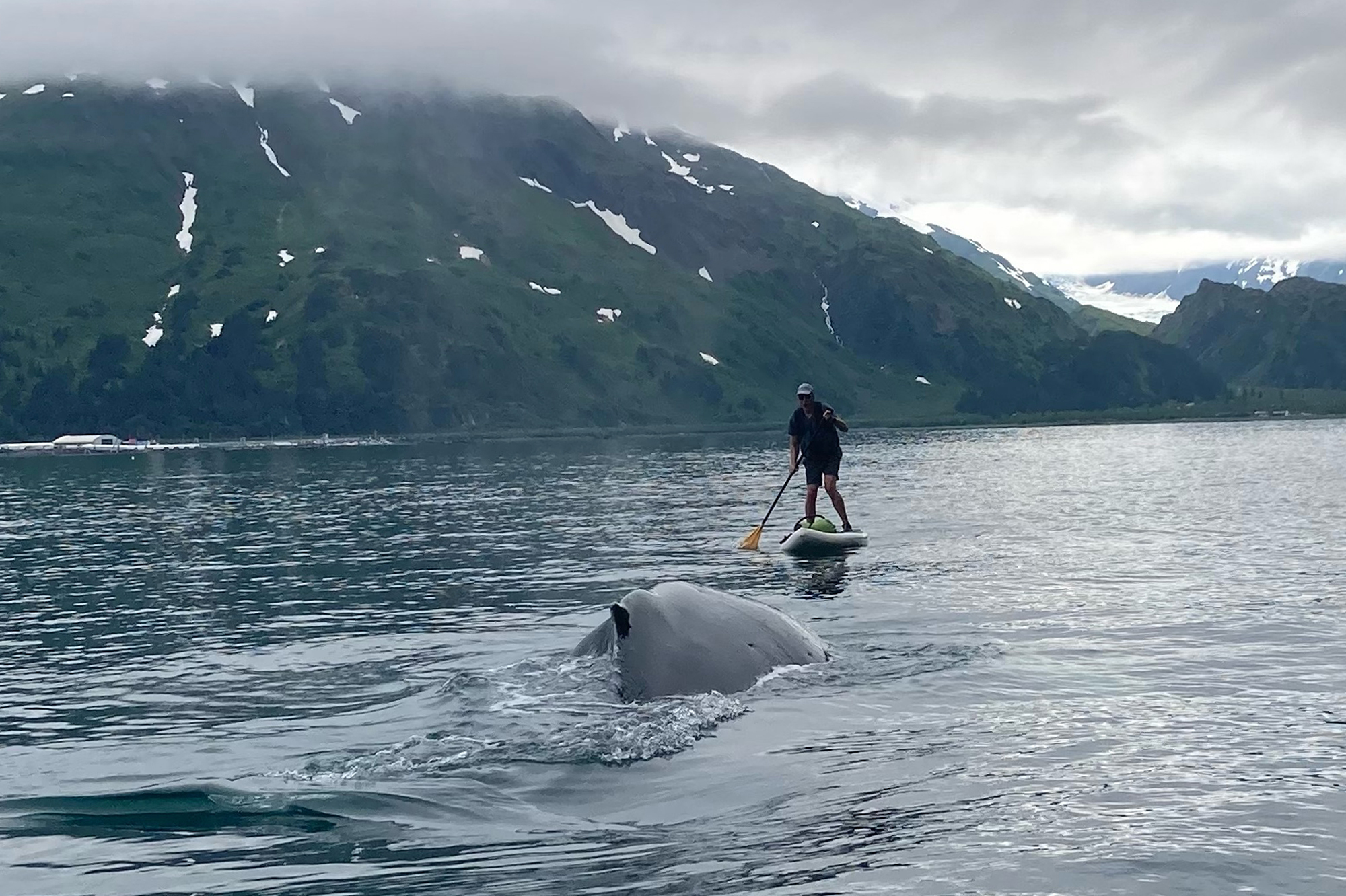 In this photo provided by Brian Williams, a whale approaches his father, Kevin Williams, while he was paddleboarding in Prince William Sound near Whittier, Alaska, on July 13, 2023. Williams survived the close encounter with a humpback whale, not even getting wet during a tense few seconds caught on camera by friends and family as a whale surfaced near him. (Brian Williams