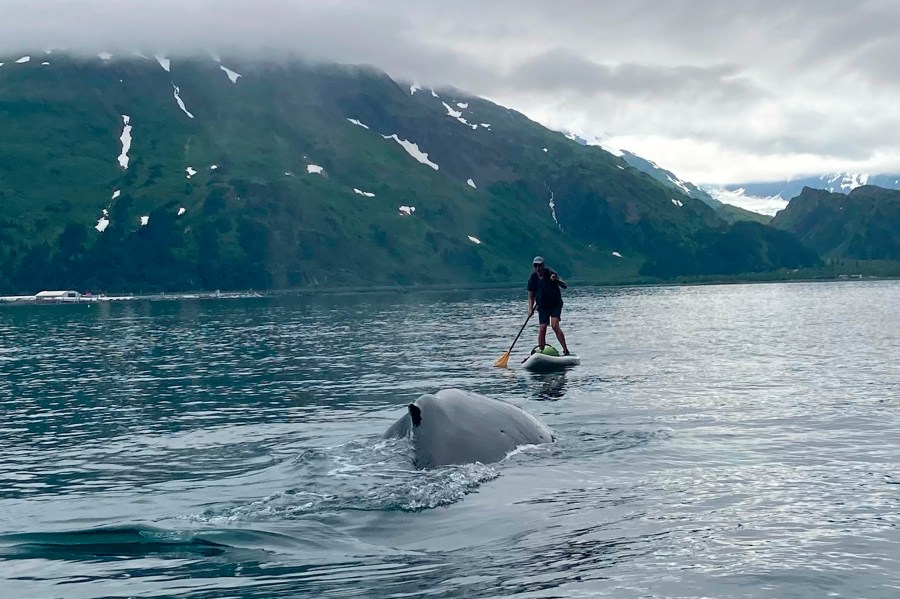 In this photo provided by Brian Williams, a whale approaches his father, Kevin Williams, while he was paddleboarding in Prince William Sound near Whittier, Alaska, on July 13, 2023. Williams survived the close encounter with a humpback whale, not even getting wet during a tense few seconds caught on camera by friends and family as a whale surfaced near him. (Brian Williams