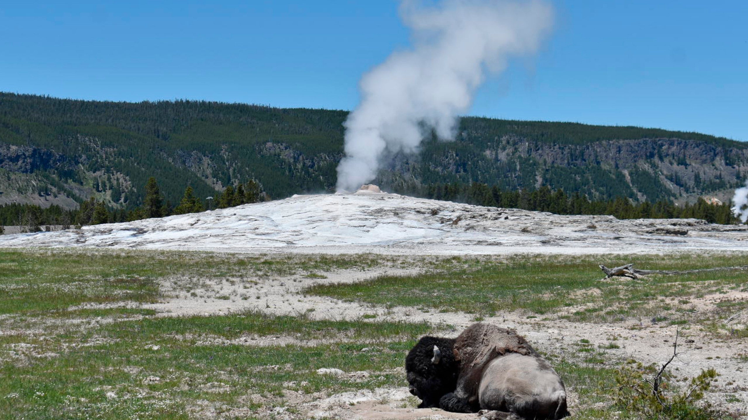 FILE - A bison lies down on the ground in front of the Old Faithful geyser in Yellowstone National Park, Wyo., on June 22, 2022. An Arizona woman who was gored by a bison in Yellowstone on Monday, July 17, 2023, has said 'yes' to her boyfriend's hospital proposal. Chris Whitehill said he had planned to propose to Amber Harris in the park. (AP Photo/Matthew Brown, File)