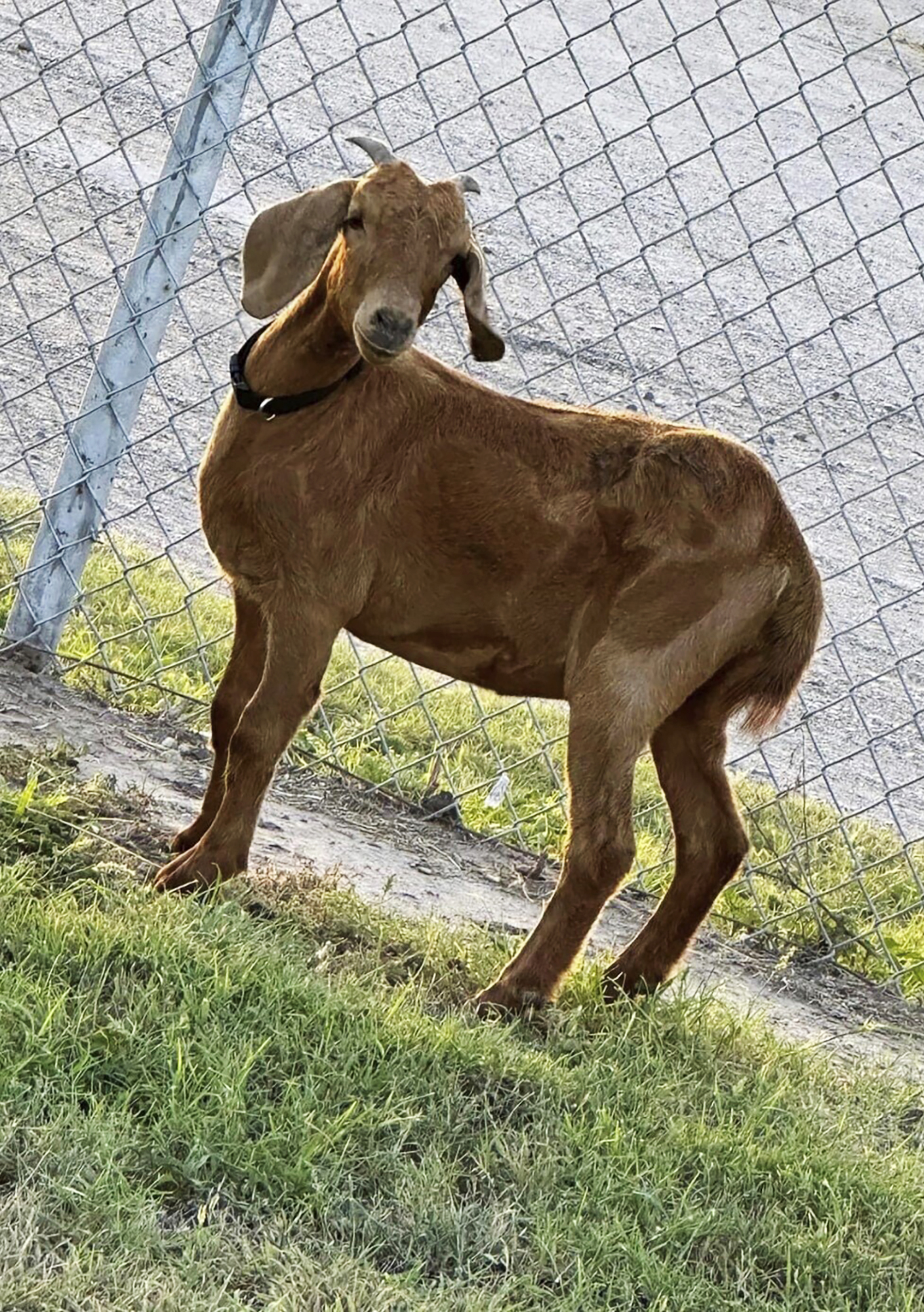 This photo provided by the Willacy County Livestock Show and Fair shows a rodeo goat named Willy, who went missing on July 15, 2023, in a rural South Texas county. The search for Willy has residents enthralled as they're using horses, ATVs and even contemplating using a helicopter to locate the missing animal. (Alma Barron/Willacy County Livestock Show and Fair via AP)