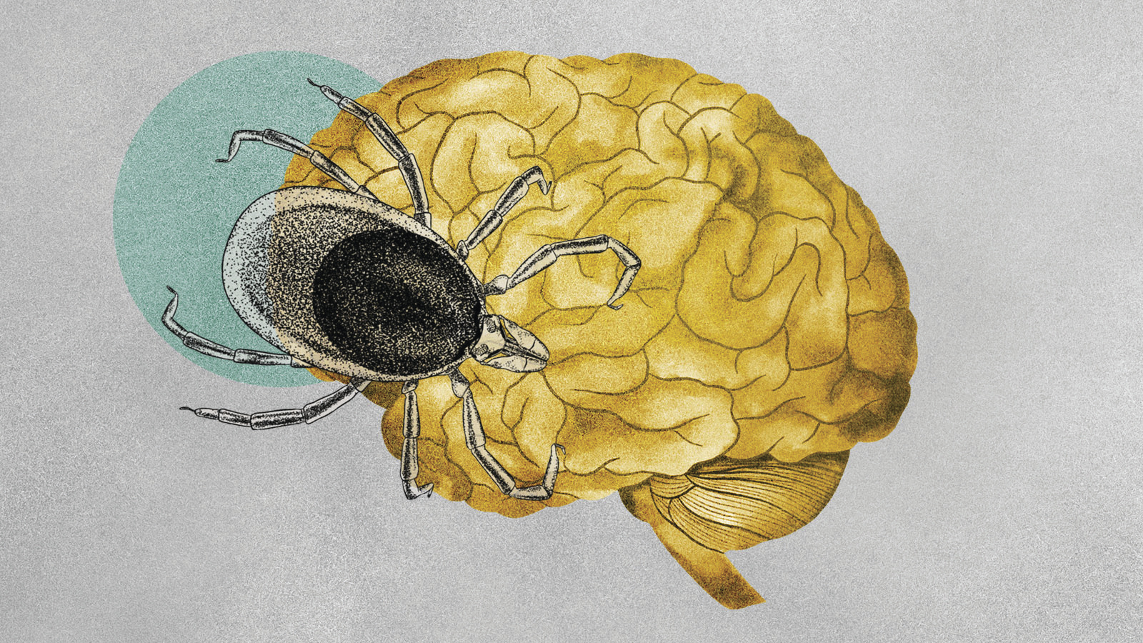 Illustration about ticks transmitting tick-borne illnesses. (Illustration/Amelia Bates, Grist via AP)