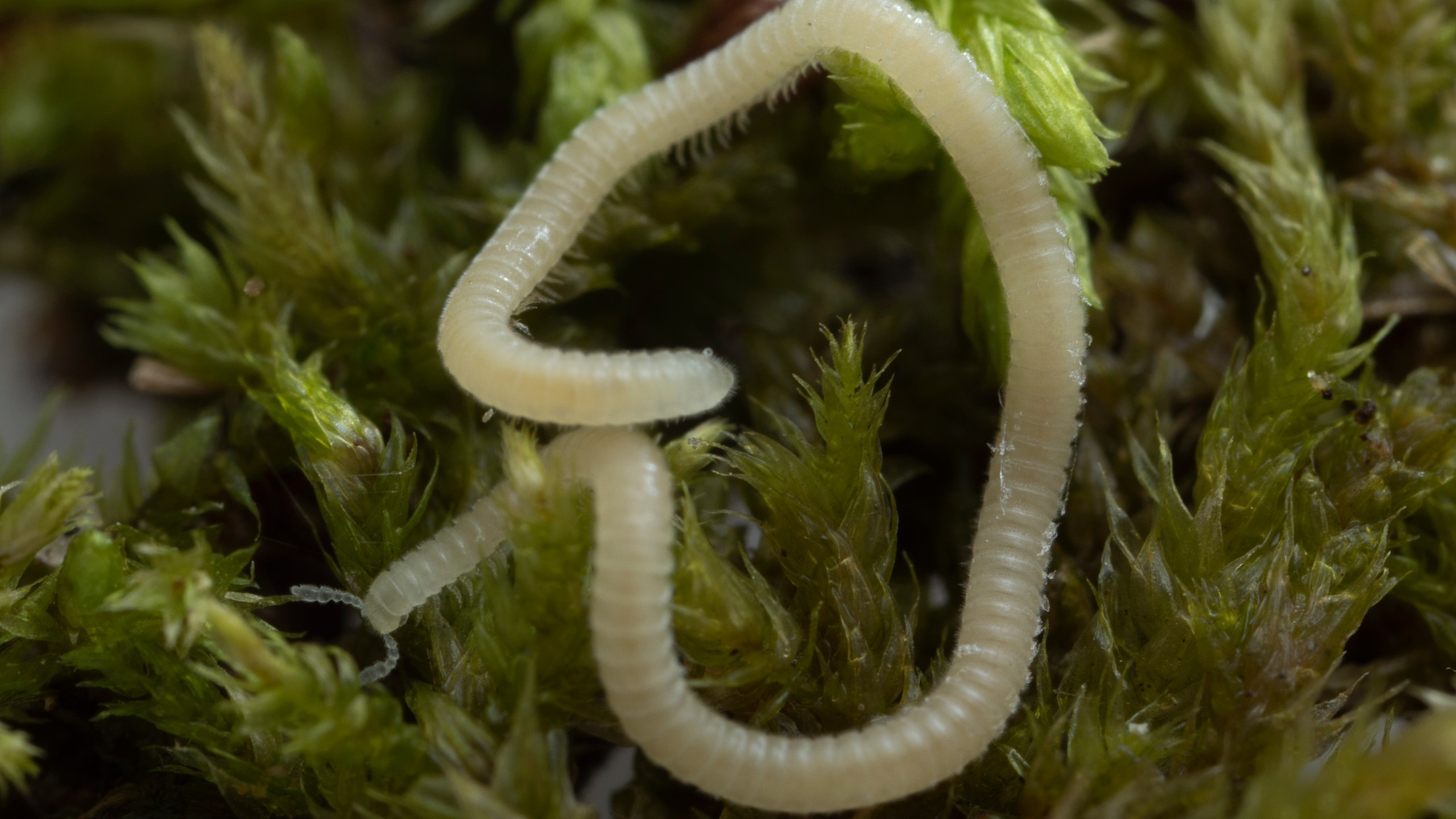 In this undated photo provided by Paul Marek is a Los Angeles Thread Millipede awaiting study at the Marek Lab of Virginia Tech's Department of Entomology in Blacksburg, Va. The tiny arthropod is a new species and was found just beneath the surface by graduate students at a hiking area in Southern California, near a freeway, a Starbucks and an Oakley sunglasses store before reaching Virginia Tech researchers. (Paul Marek via AP)