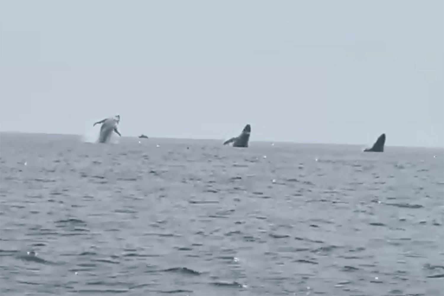 This still image from video provided by Robert Addie shows three humpback whales leaping from the water off the coast of Cape Cod, Mass., on Monday, July 24, 2023. Robert Addie, celebrating his birthday on the ocean with his three daughters, captured video of the three humpback whales leaping from the water in near perfect unison. (Robert Addie via AP)