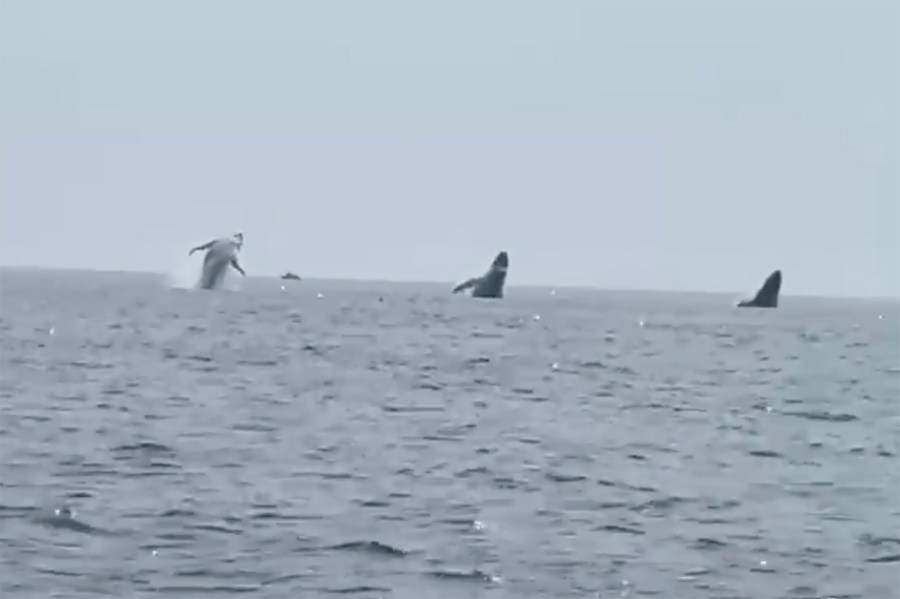 This still image from video provided by Robert Addie shows three humpback whales leaping from the water off the coast of Cape Cod, Mass., on Monday, July 24, 2023. Robert Addie, celebrating his birthday on the ocean with his three daughters, captured video of the three humpback whales leaping from the water in near perfect unison. (Robert Addie via AP)