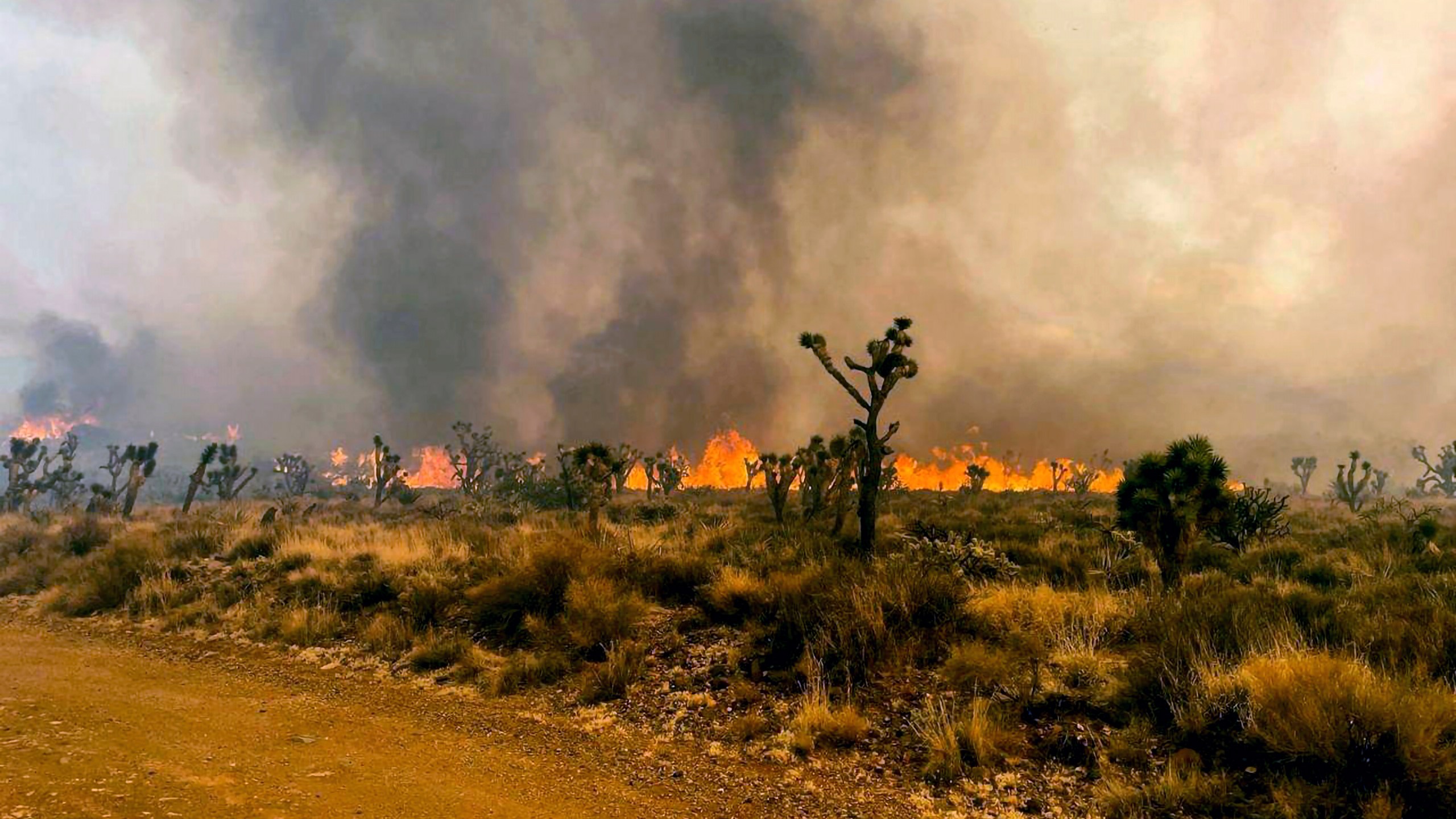 In this photo provided by the National Park Service Mojave National Preserve, the York fire burns in an area of the Mojave National Preserve on Saturday, July 29, 2023. A massive wildfire burning out of control in California's Mojave National Preserve is spreading rapidly amid erratic winds. Meanwhile, firefighters reported some progress Sunday against another major blaze to the southwest that prompted evacuations. (Park Ranger R. Almendinger/ InciWeb /National Park Service Mojave National Preserve via AP)