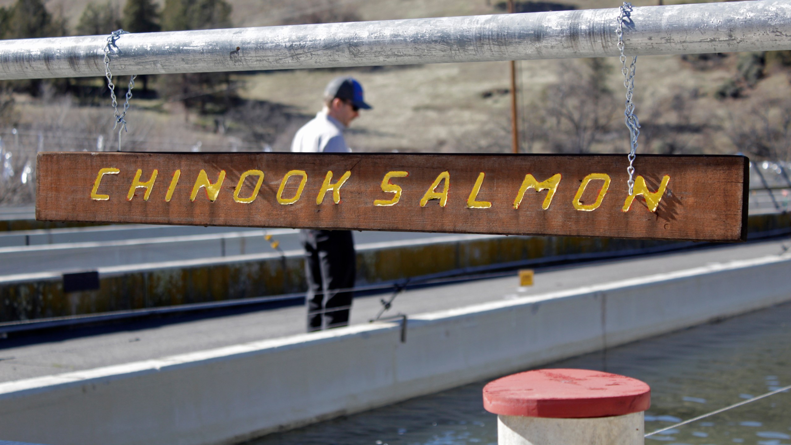 FILE - Demian Ebert, the Klamath program manager for PacifiCorp, looks at a tank holding juvenile chinook salmon being raised at the Iron Gate Hatchery at the base of the Iron Gate Dam on March 3, 2020, near Hornbrook, Calif. The Iron Gate Dam is one of four dams along the Klamath River scheduled to be removed by the end of 2024. Once the dams are gone, crews will work to restore the river and surrounding land. (AP Photo/Gillian Flaccus, File)