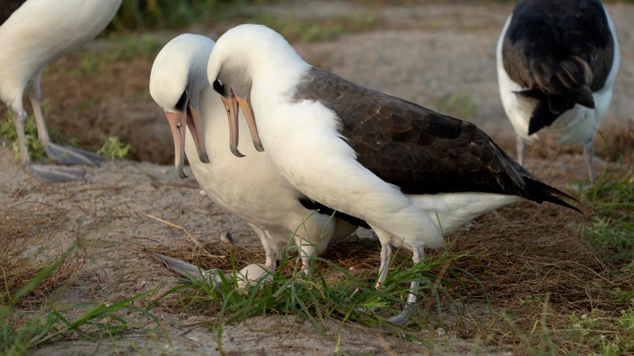 Wisdom, the legendary Laysan albatross or mōlī, stands at right with red leg tag next to her new partner as they admire their recently laid egg at Midway Atoll National Wildlife Refuge, Wednesday, Nov. 27, 2024 in Honolulu. (Dan Rapp/USFWS via AP)