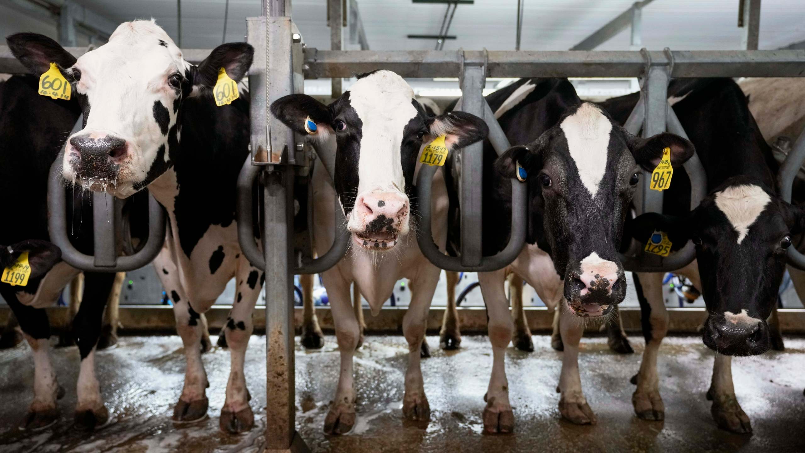 FILE - Cows stand in the milking parlor of a dairy farm in New Vienna, Iowa, on Monday, July 24, 2023. (AP Photo/Charlie Neibergall, File)