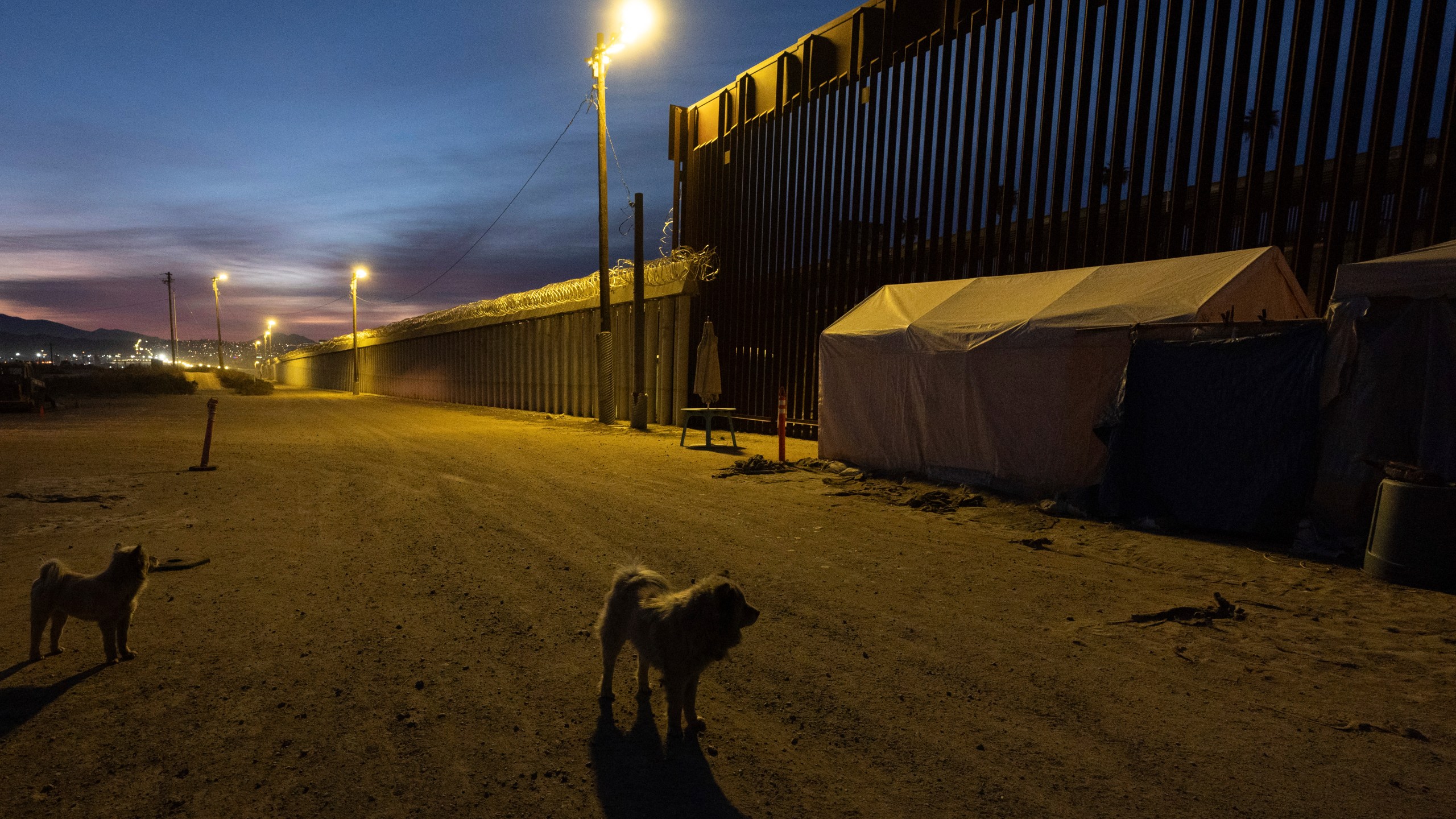 Dogs are near a border wall separating Mexico from the United States Wednesday, Jan. 22, 2025, in San Diego. (AP Photo/Gregory Bull)