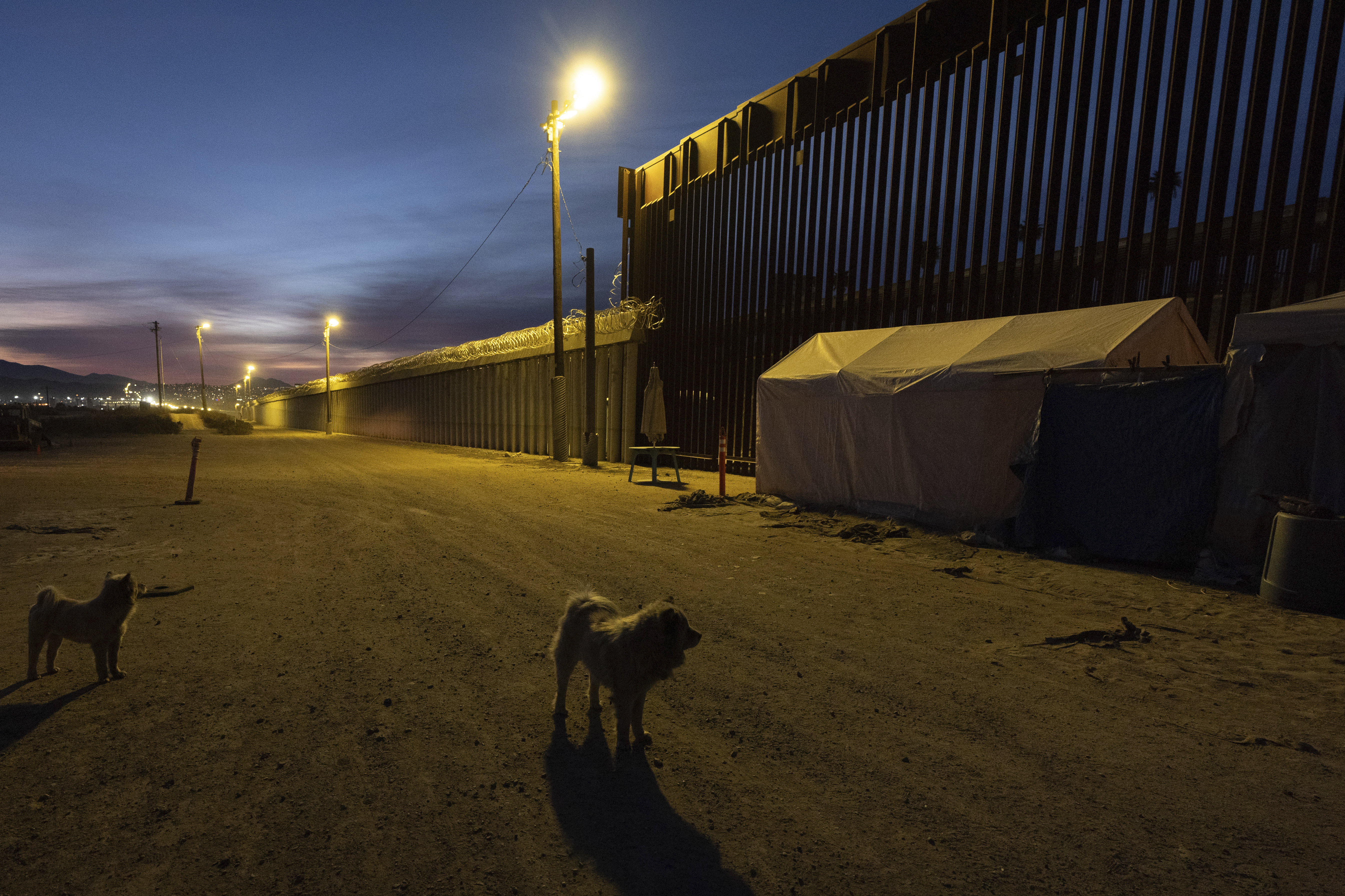 Dogs are near a border wall separating Mexico from the United States Wednesday, Jan. 22, 2025, in San Diego. (AP Photo/Gregory Bull)