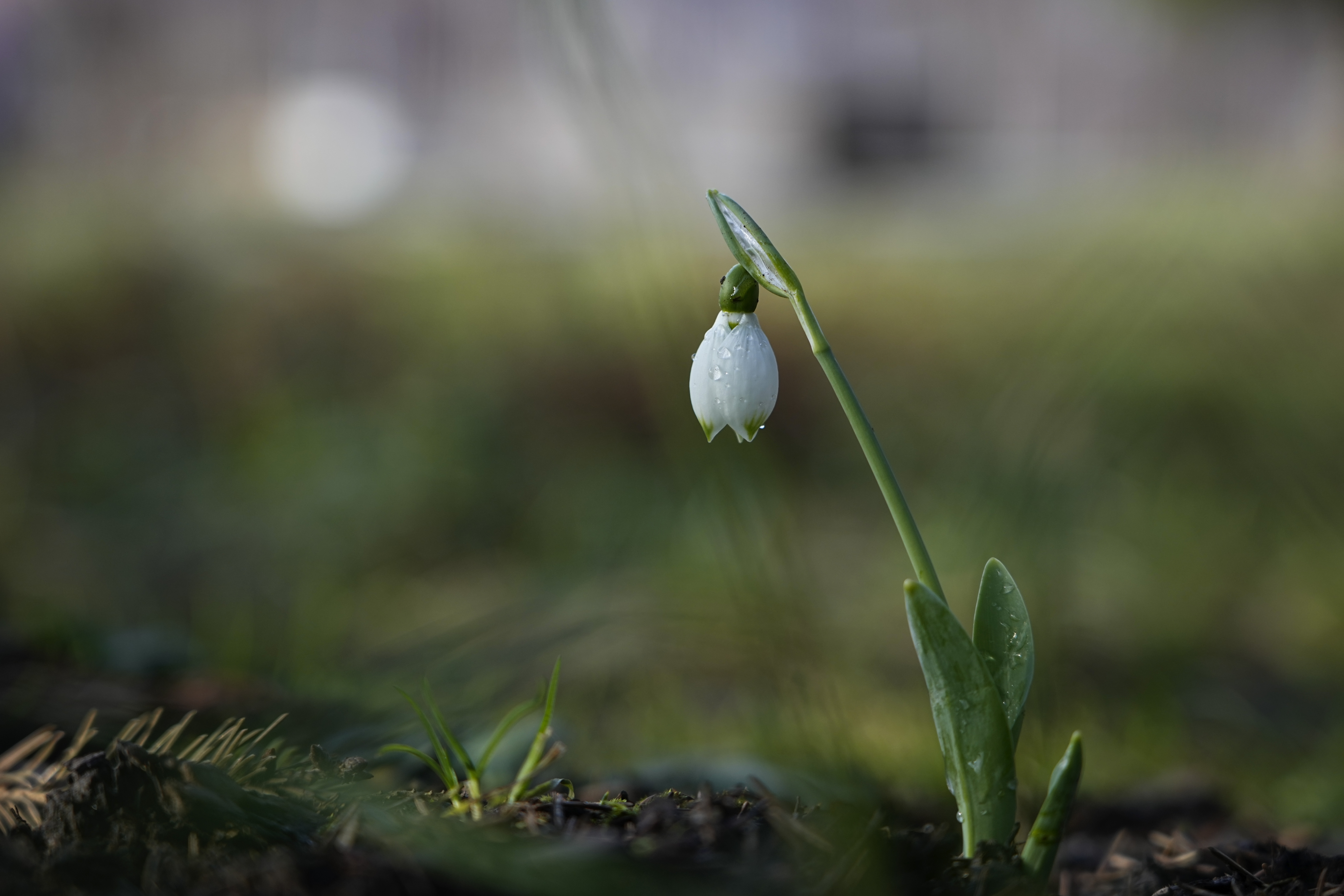 FILE - A snowdrop blooms at Zaryadye park in Moscow, Russia, Jan. 31, 2025, while the temperature has reached 5 degrees Celsius (41 degrees Fahrenheit). (AP Photo/Pavel Bednyakov, File)