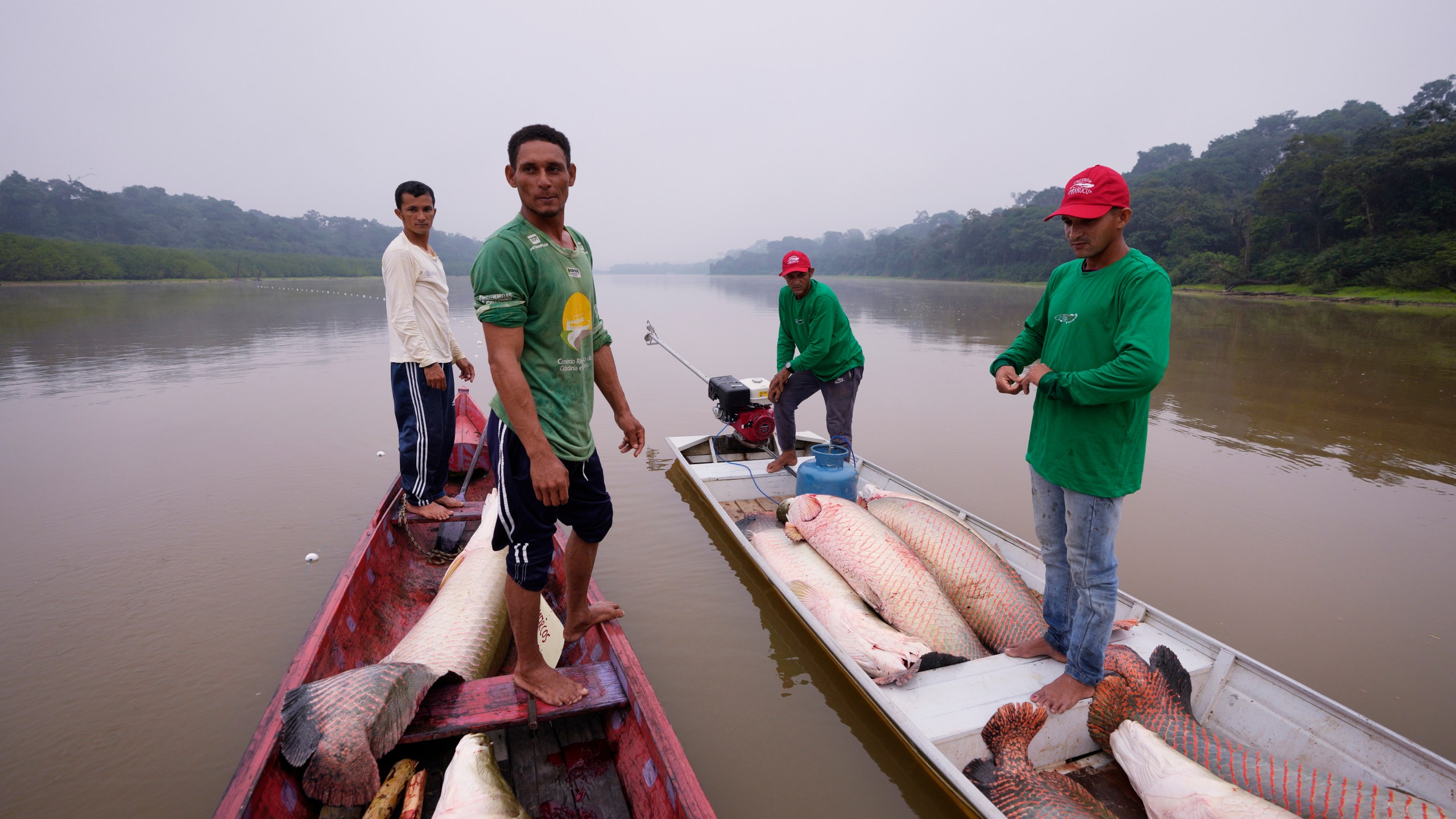 FILE - Fishermen join boats to pass fish from the boat used to catch, left, to the motorized one, right, used to transport pirarucu faster to the processing ship, in San Raimundo settlement lake, Carauari, Brazil, Tuesday, Sept. 6, 2022. (AP Photo/Jorge Saenz, File)