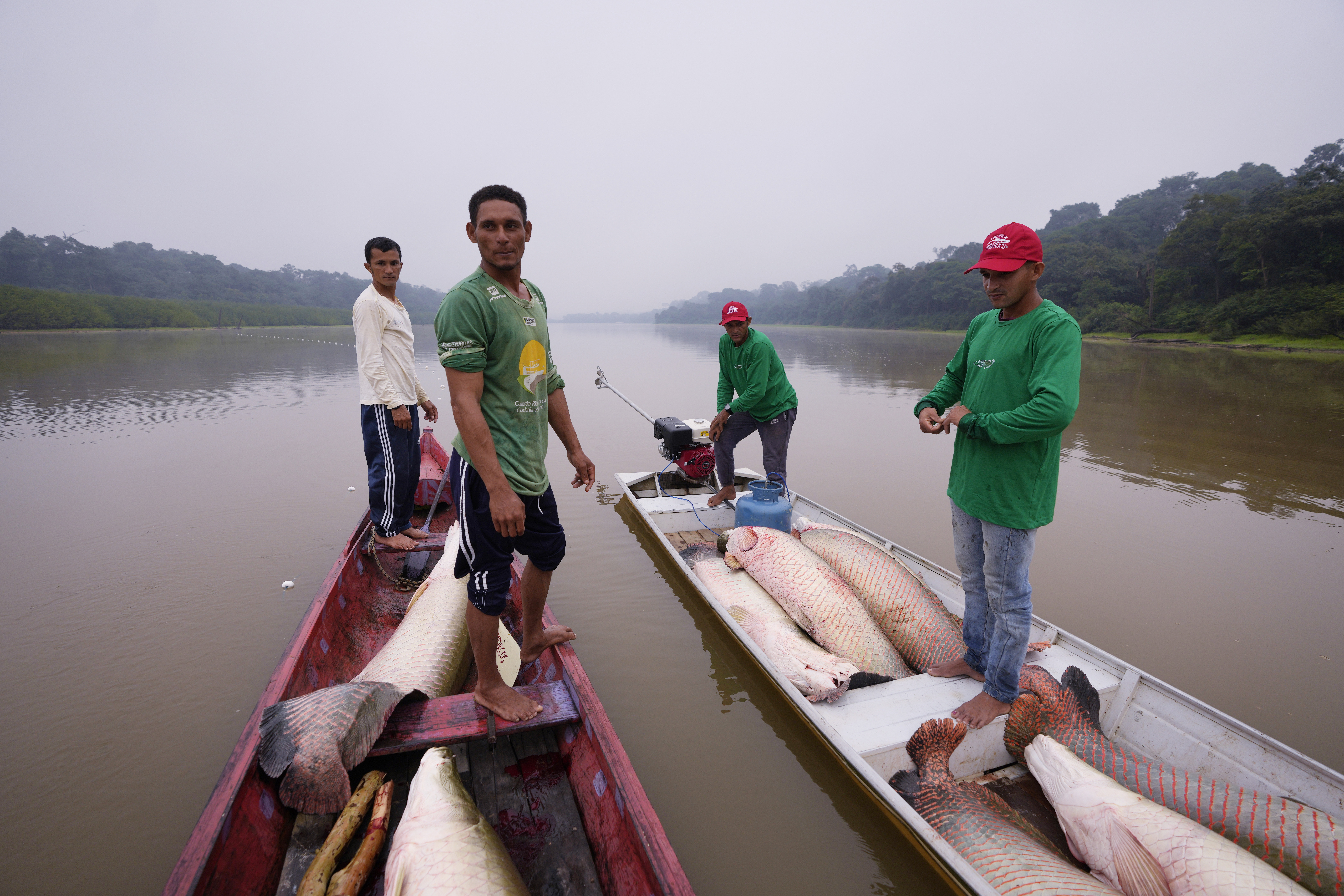 FILE - Fishermen join boats to pass fish from the boat used to catch, left, to the motorized one, right, used to transport pirarucu faster to the processing ship, in San Raimundo settlement lake, Carauari, Brazil, Tuesday, Sept. 6, 2022. (AP Photo/Jorge Saenz, File)