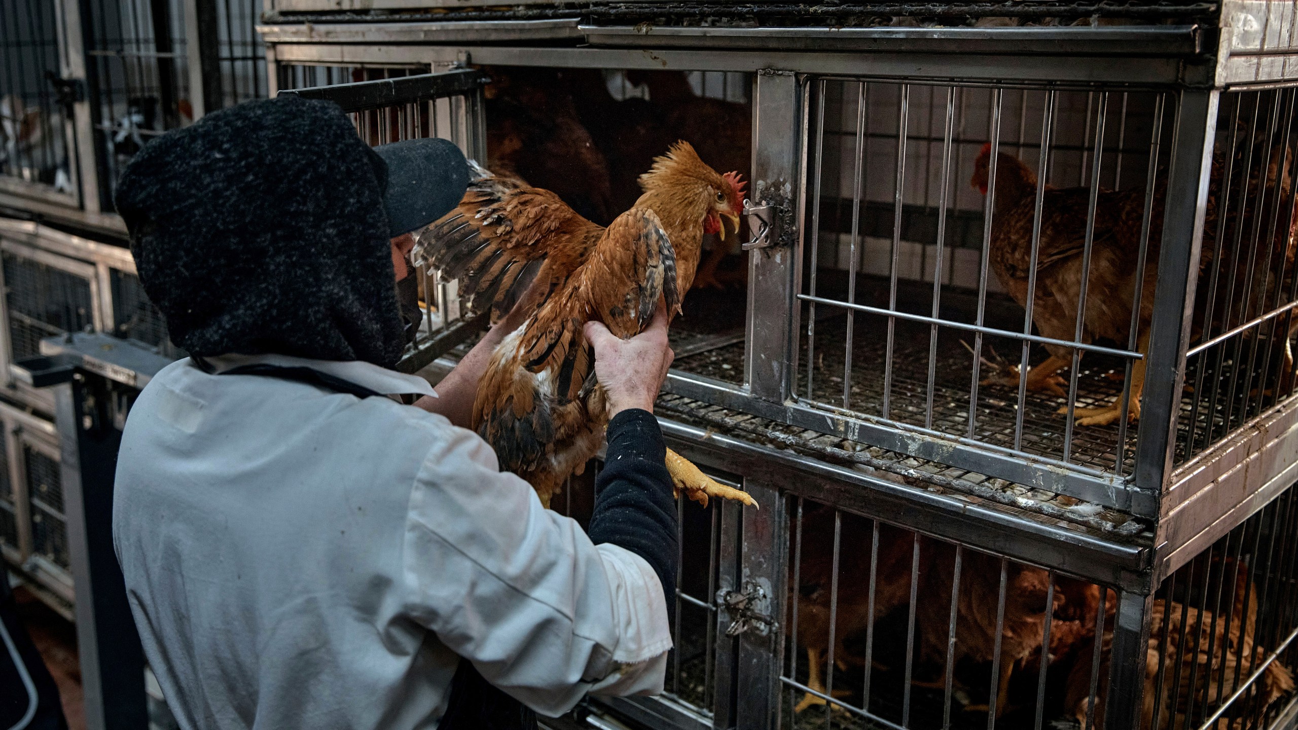 An employee grabs chickens to be slaughtered and sold to customers inside the La Granja Live Poultry Corporation store on Friday, Feb. 7, 2025, in New York. (AP Photo/Andres Kudacki)