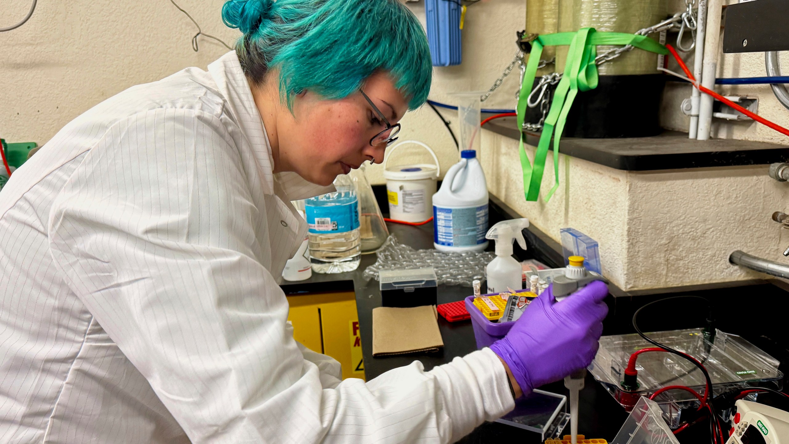 Kendra Dahmer, a postdoctoral researcher studying infectious disease, works in a laboratory at the University of California, Berkeley, in Berkeley, Calif., Monday, Feb. 3, 2025. (AP Photo/Terry Chea)