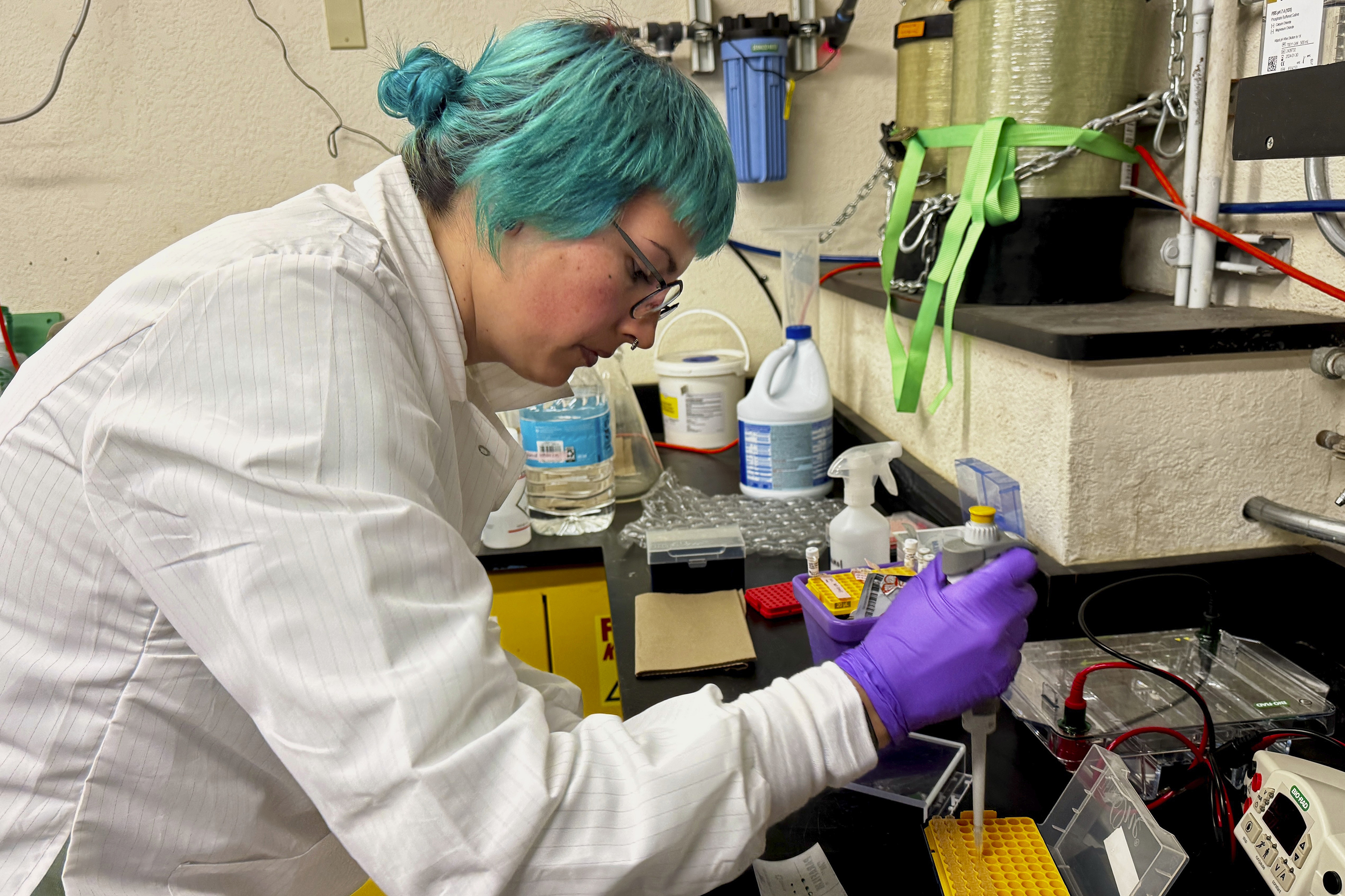 Kendra Dahmer, a postdoctoral researcher studying infectious disease, works in a laboratory at the University of California, Berkeley, in Berkeley, Calif., Monday, Feb. 3, 2025. (AP Photo/Terry Chea)