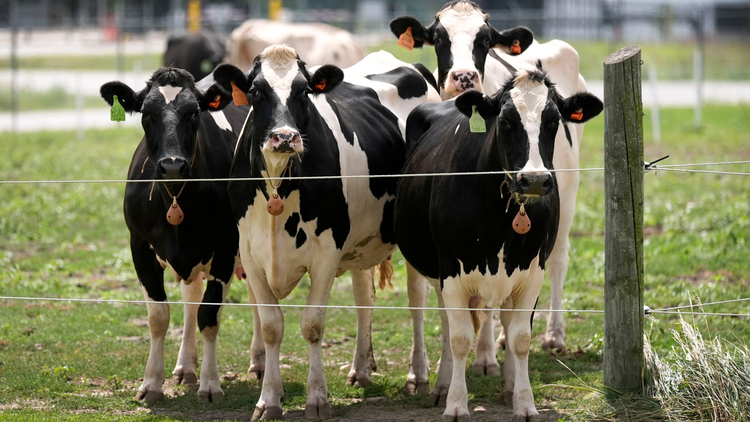 File - Dairy cows stand in a field outside of a milking barn at the U.S. Department of Agriculture's National Animal Disease Center research facility in Ames, Iowa, on Tuesday, Aug. 6, 2024. (AP Photo/Charlie Neibergall,File)