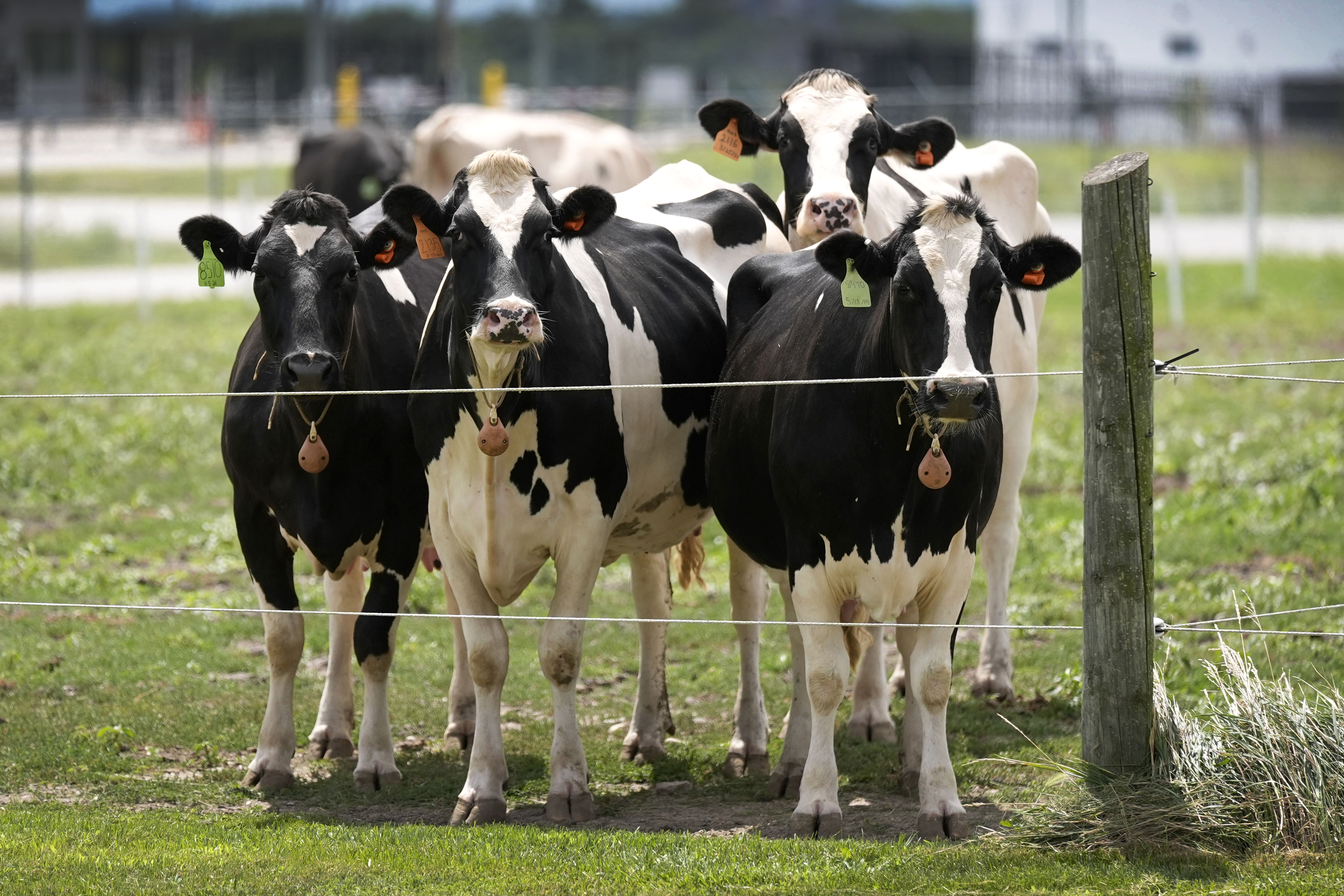 File - Dairy cows stand in a field outside of a milking barn at the U.S. Department of Agriculture's National Animal Disease Center research facility in Ames, Iowa, on Tuesday, Aug. 6, 2024. (AP Photo/Charlie Neibergall,File)