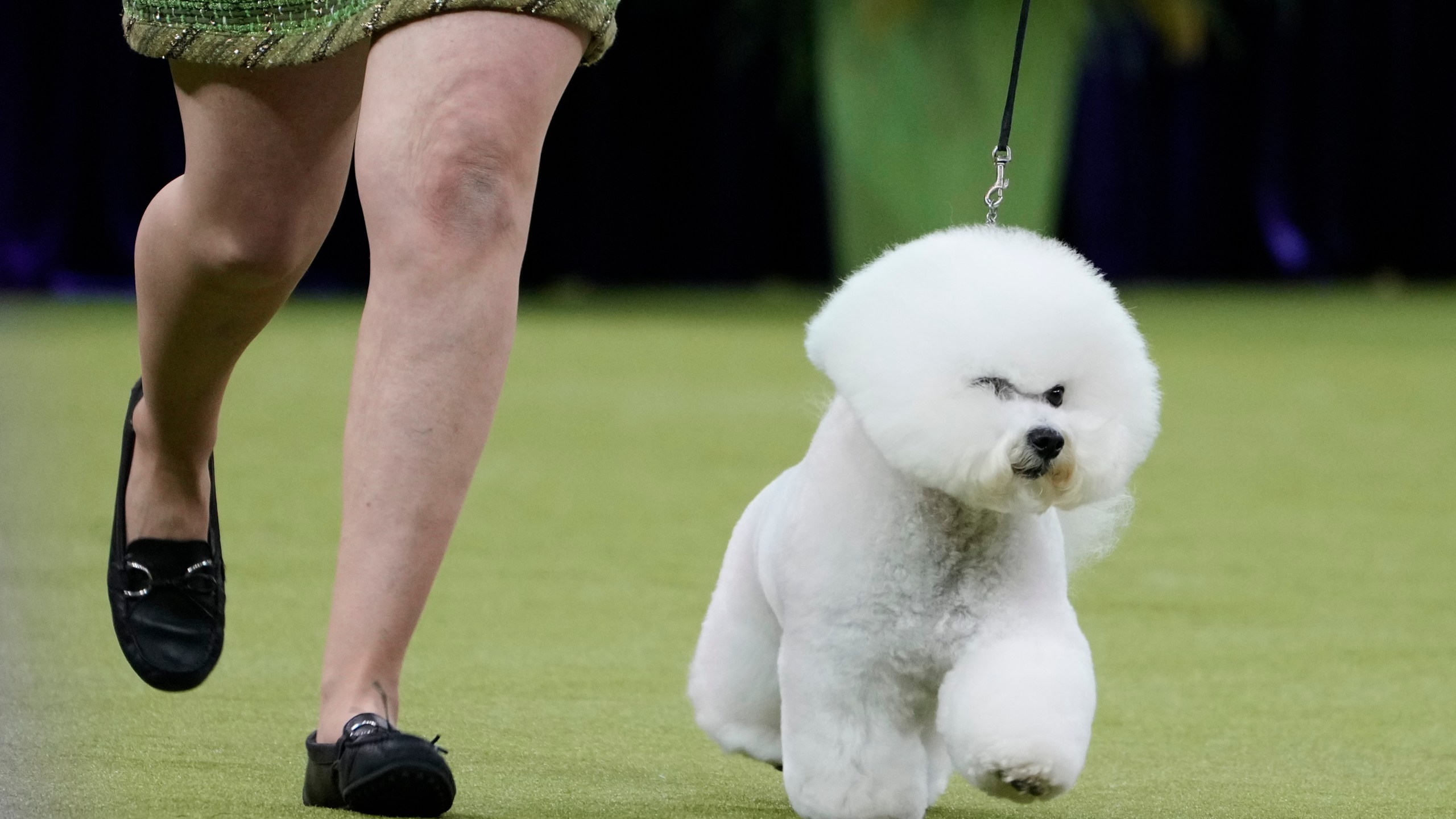 Neal, a Bichon FrisË, and its handler compete in the best in show competition during the 149th Westminster Kennel Club Dog show, Tuesday, Feb. 11, 2025, in New York. (AP Photo/Julia Demaree Nikhinson)