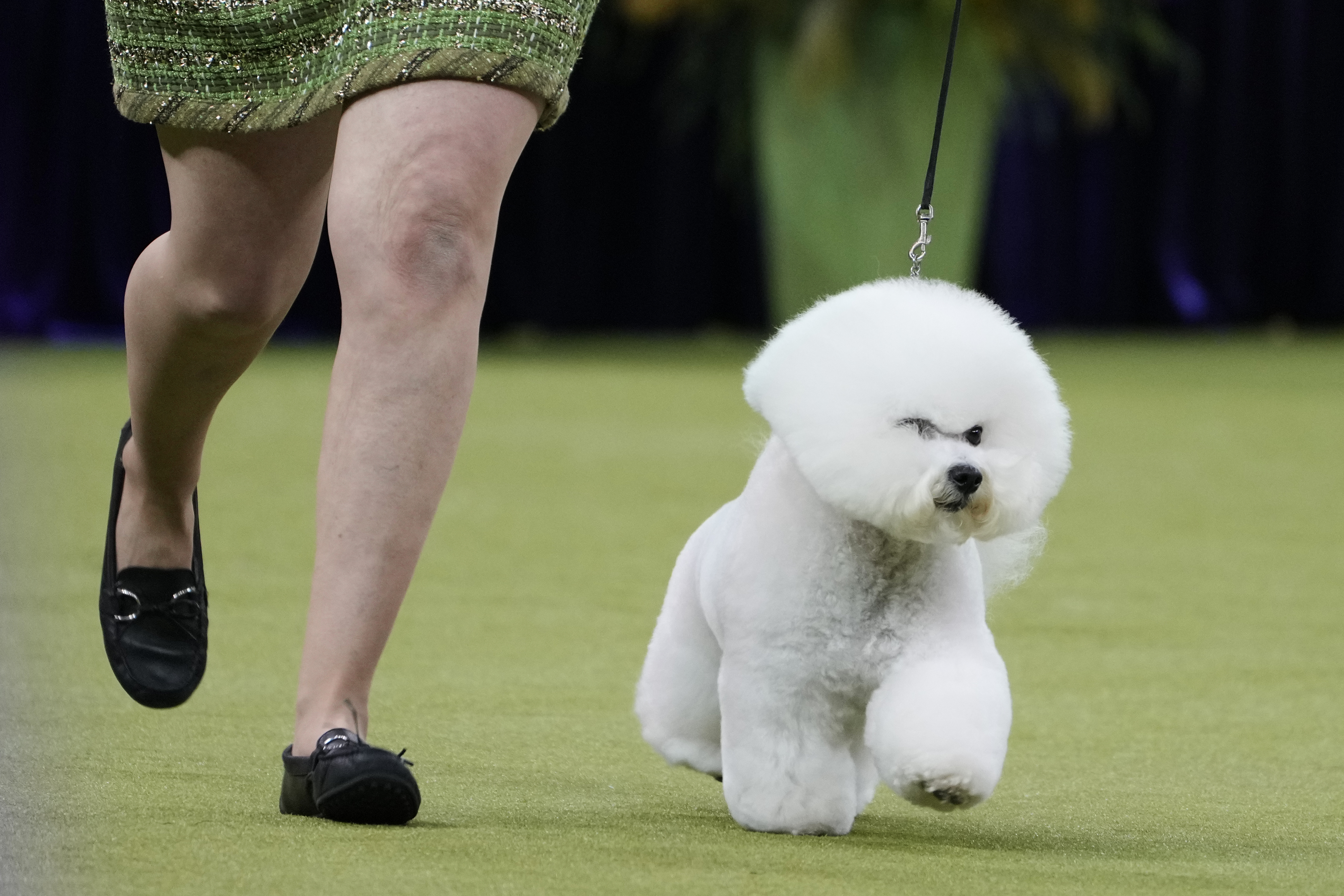 Neal, a Bichon FrisË, and its handler compete in the best in show competition during the 149th Westminster Kennel Club Dog show, Tuesday, Feb. 11, 2025, in New York. (AP Photo/Julia Demaree Nikhinson)