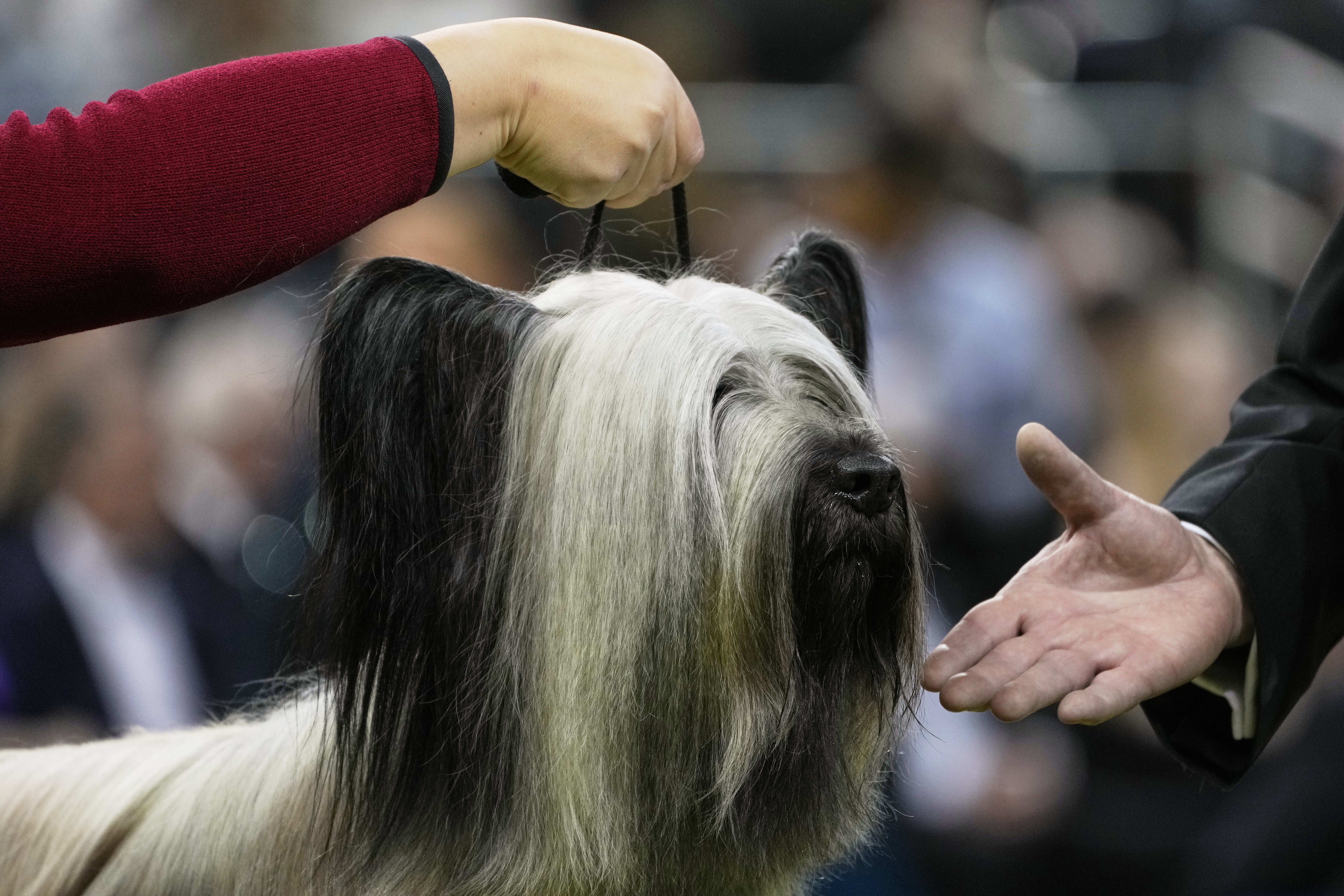 Archer, a Skye Terrier, competes in the terrier competition during the 149th Westminster Kennel Club Dog show, Tuesday, Feb. 11, 2025, in New York. (AP Photo/Julia Demaree Nikhinson)