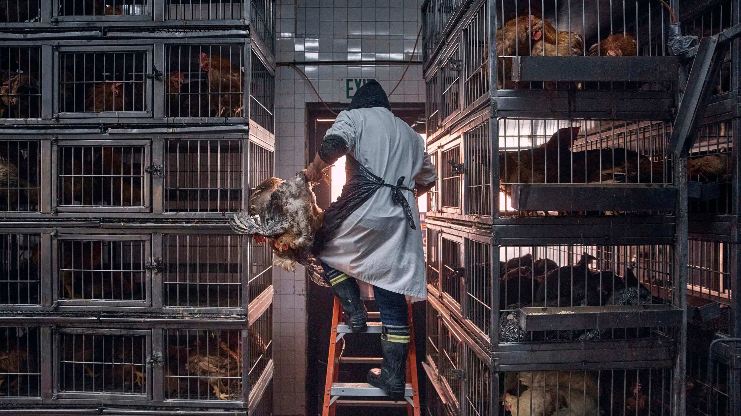 FILE - A worker grabs a chicken to slaughter inside a poultry store in New York, Feb. 7, 2025. (AP Photo/Andres Kudacki, File)