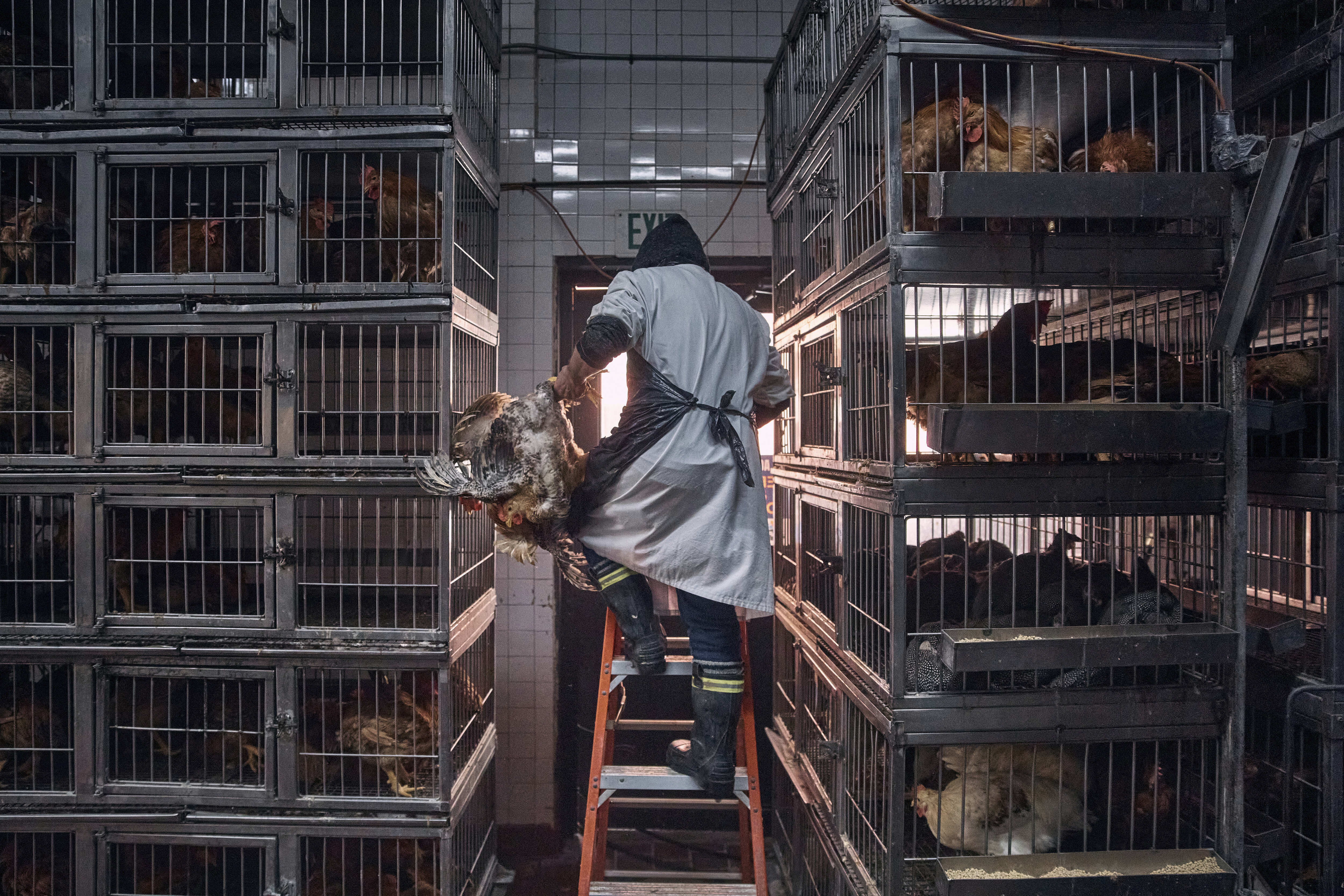 FILE - A worker grabs a chicken to slaughter inside a poultry store in New York, Feb. 7, 2025. (AP Photo/Andres Kudacki, File)