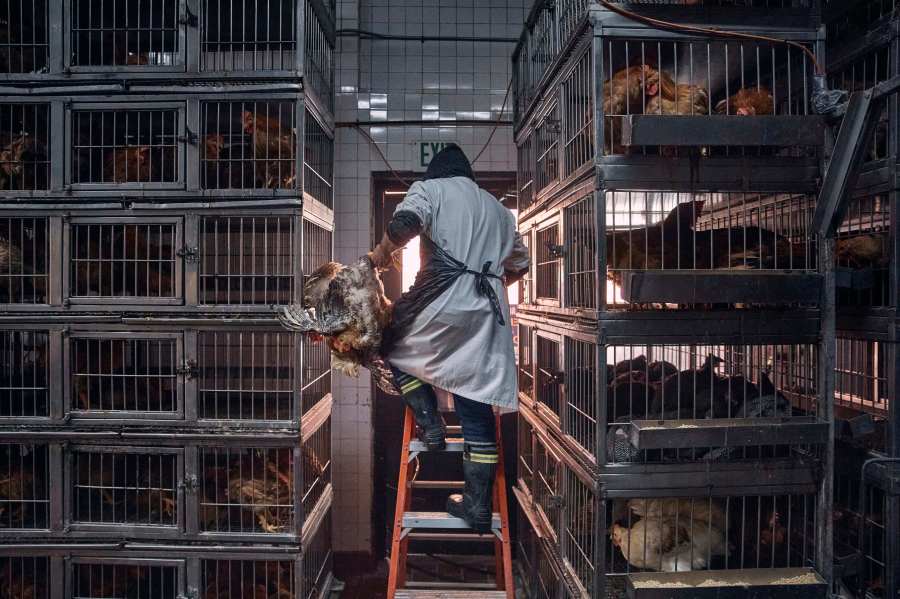 FILE - A worker grabs a chicken to slaughter inside a poultry store in New York, Feb. 7, 2025. (AP Photo/Andres Kudacki, File)