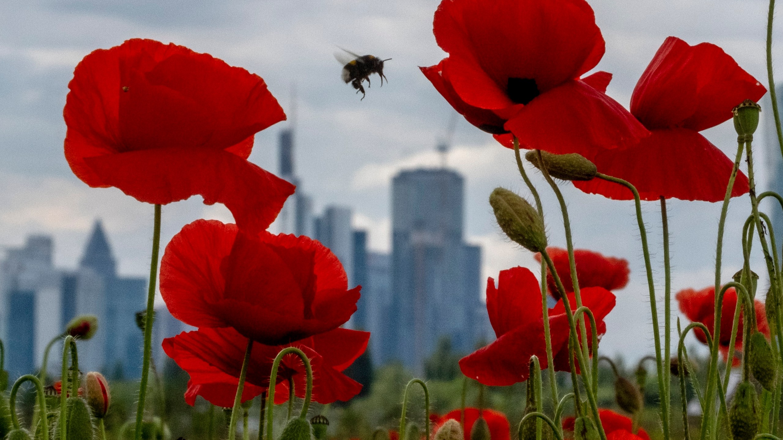 FILE - A bumblebee flies between poppy flowers near the buildings of the banking district in Frankfurt, Germany, May 24, 2024. (AP Photo/Michael Probst, File)