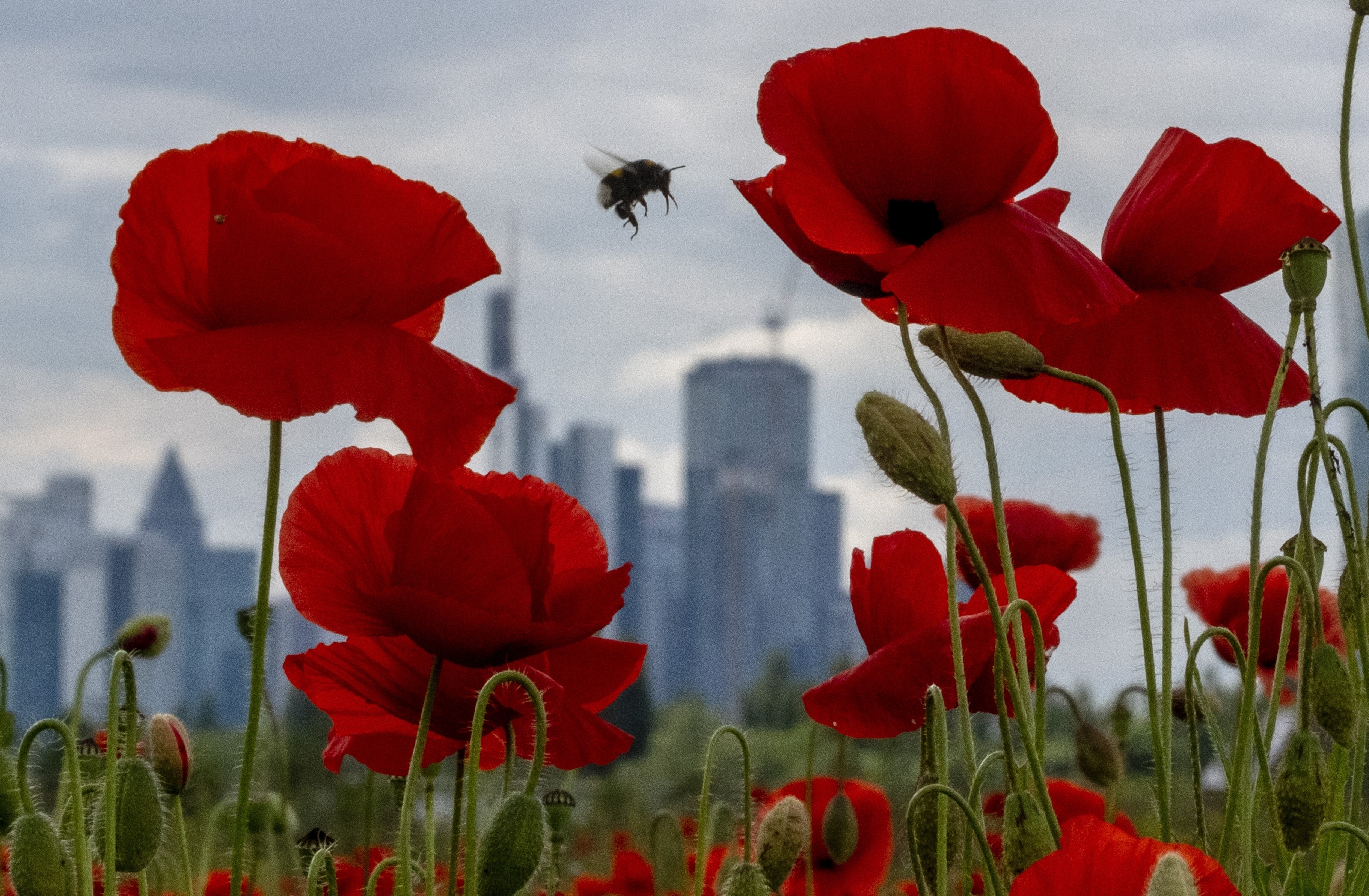 FILE - A bumblebee flies between poppy flowers near the buildings of the banking district in Frankfurt, Germany, May 24, 2024. (AP Photo/Michael Probst, File)