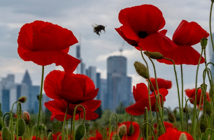 FILE - A bumblebee flies between poppy flowers near the buildings of the banking district in Frankfurt, Germany, May 24, 2024. (AP Photo/Michael Probst, File)