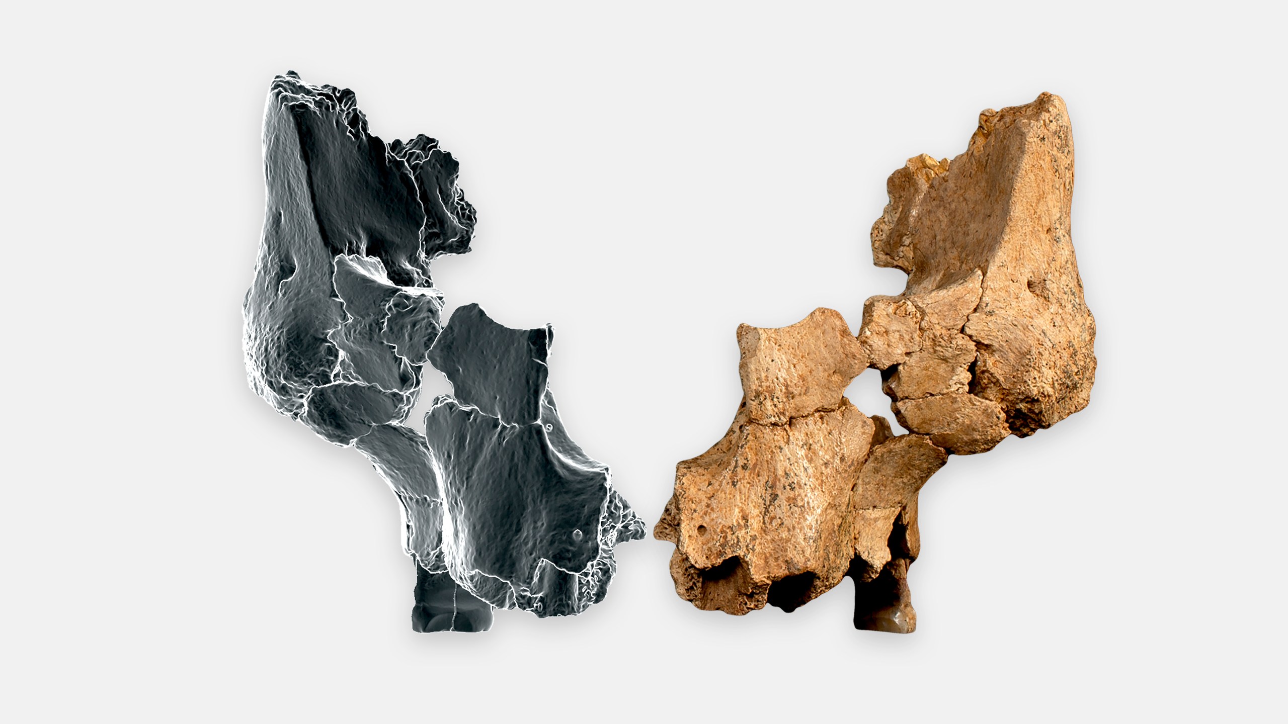 This image provided by the Catalan Institute of Human Paleoecology and Social Evolution in March 2025, shows a fossil of the left midface of a hominin, right, between 1.1 million and 1.4 million years old, recovered from the Sima del Elefante site in Sierra de Atapuerca, Burgos, Spain, and a mirrored simulation of the other side. (Maria D. Guillén/IPHES-CERCA, Elena Santos/CENIEH via AP)