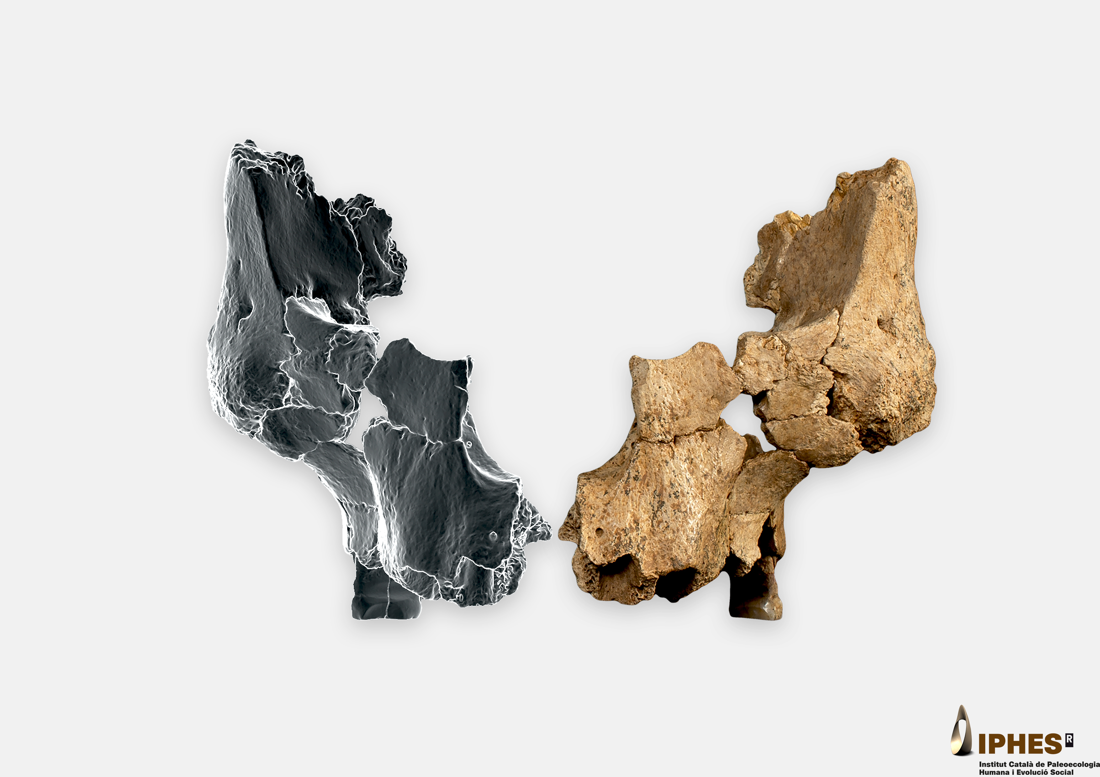 This image provided by the Catalan Institute of Human Paleoecology and Social Evolution in March 2025, shows a fossil of the left midface of a hominin, right, between 1.1 million and 1.4 million years old, recovered from the Sima del Elefante site in Sierra de Atapuerca, Burgos, Spain, and a mirrored simulation of the other side. (Maria D. Guillén/IPHES-CERCA, Elena Santos/CENIEH via AP)