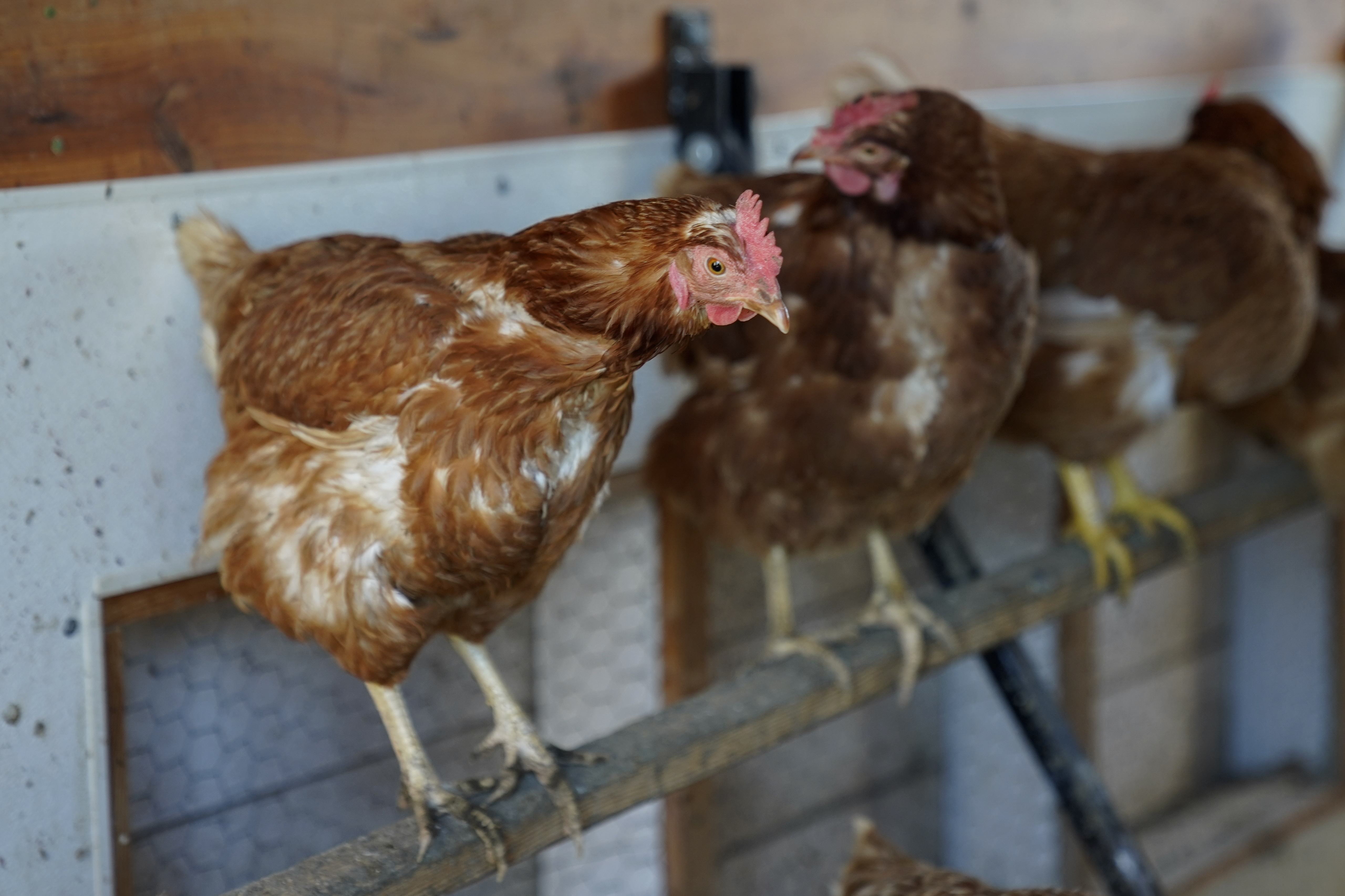 FILE - Red Star chickens roost in their coop Tuesday, Jan. 10, 2023, at Historic Wagner Farm in Glenview, Ill. (AP Photo/Erin Hooley, File)