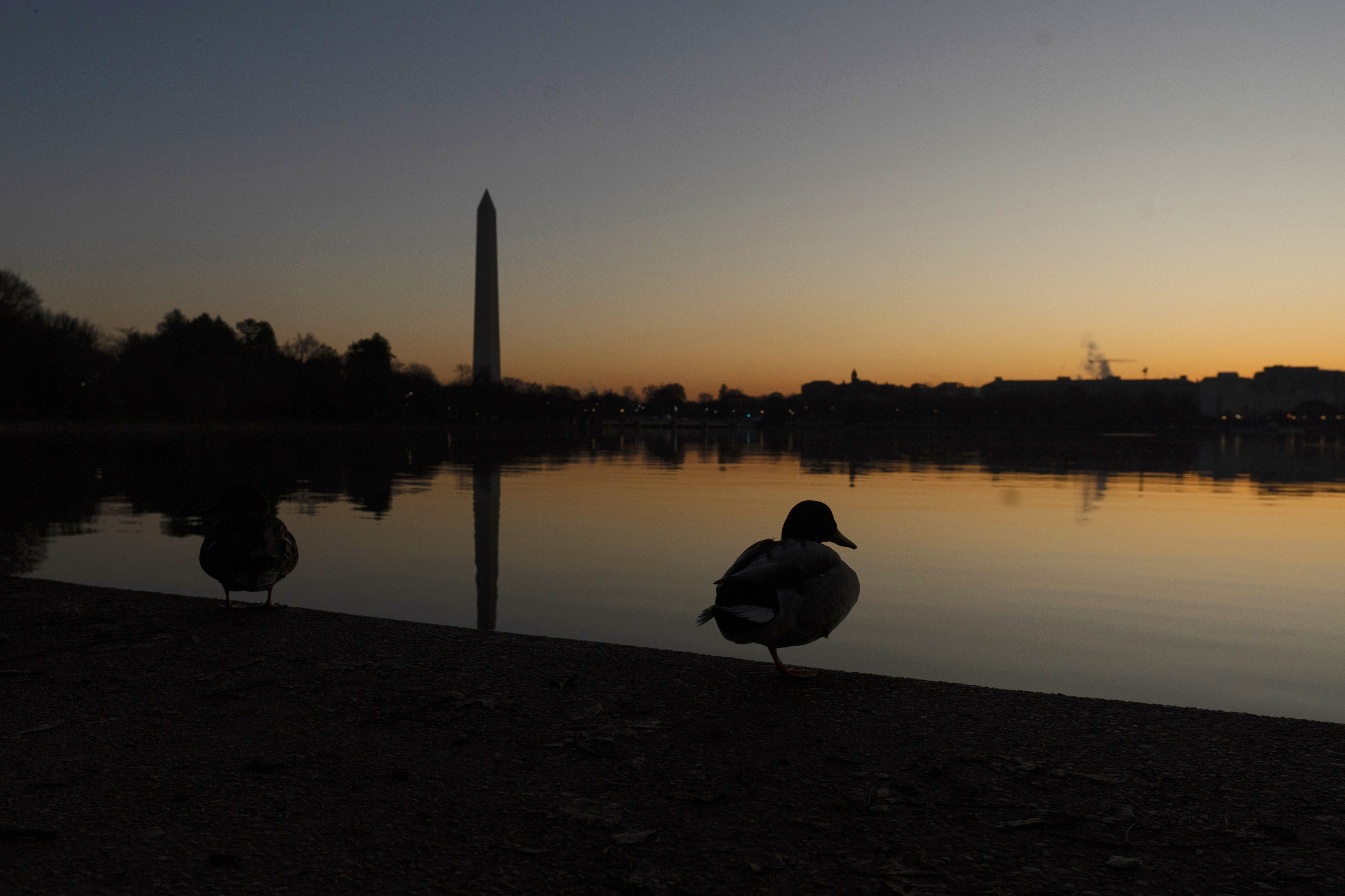 FILE - A mallard duck rests on the edge of a path around the Tidal Basin as the sun rises in Washington, Sunday, March 5, 2023, with the Washington Monument in the background. (AP Photo/Manuel Balce Ceneta, File)