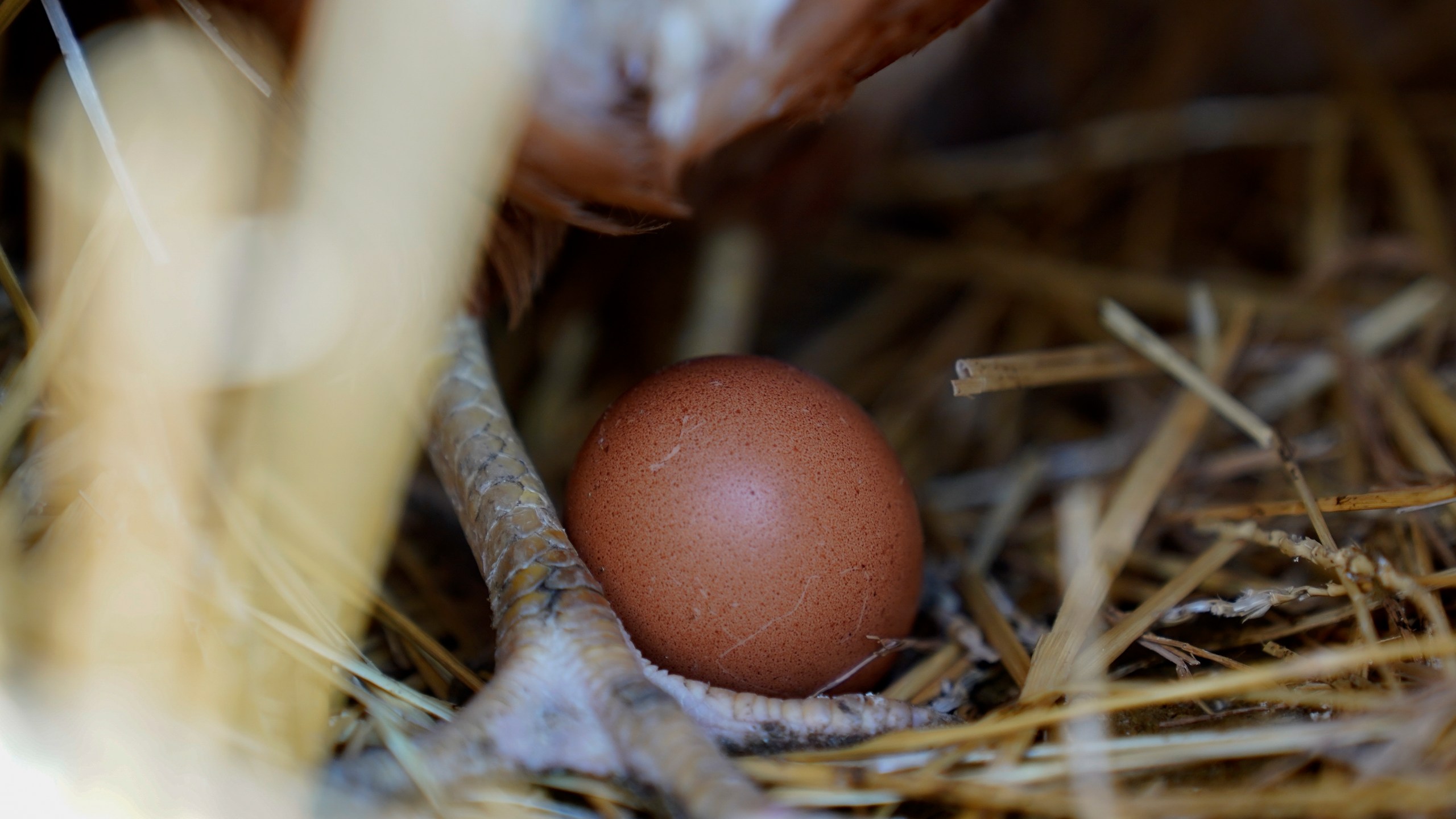 File - A hen stands next to an egg, Jan. 10, 2023, at a farm in Glenview, Ill. (AP Photo/Erin Hooley, File)