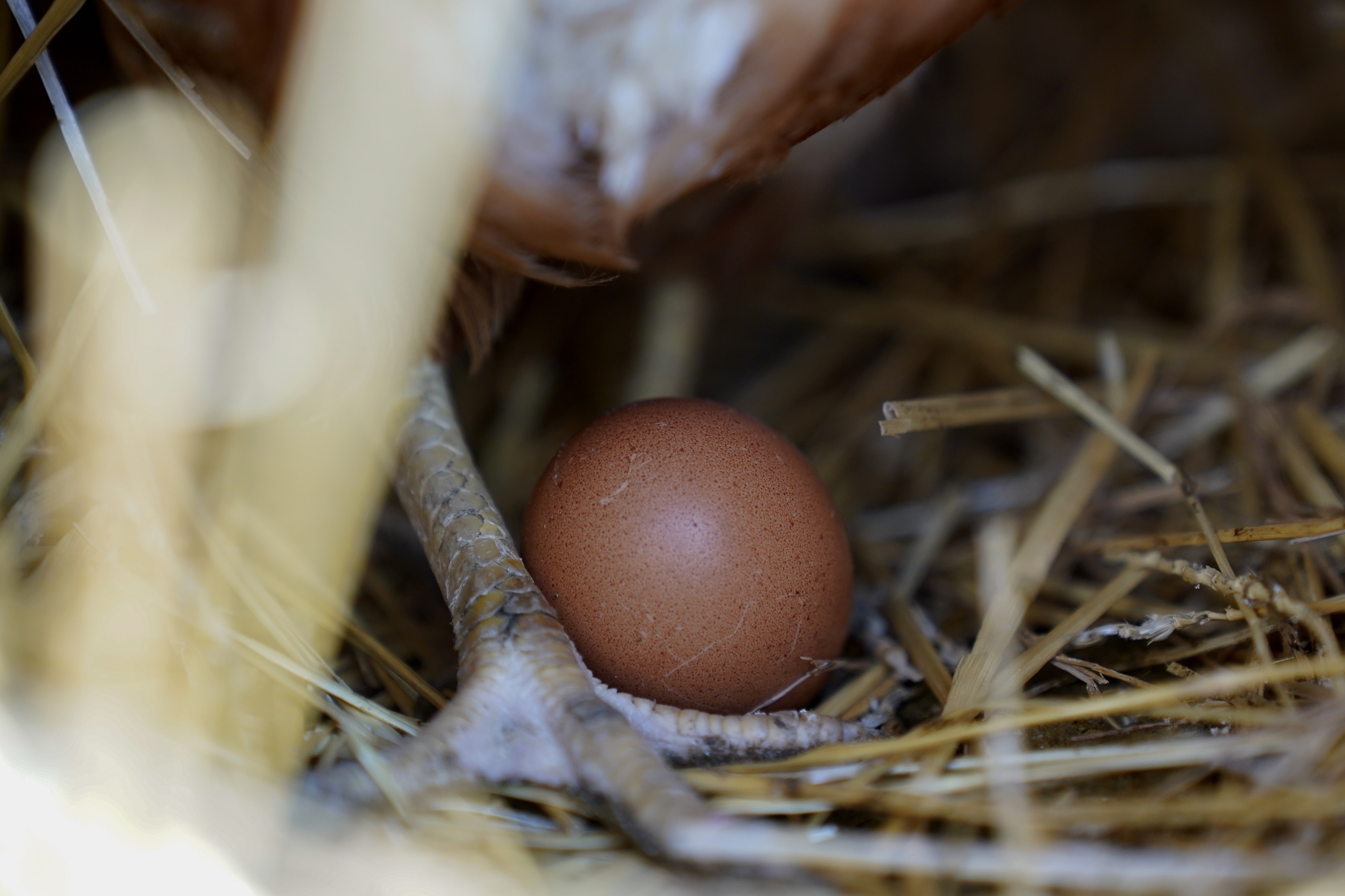 File - A hen stands next to an egg, Jan. 10, 2023, at a farm in Glenview, Ill. (AP Photo/Erin Hooley, File)