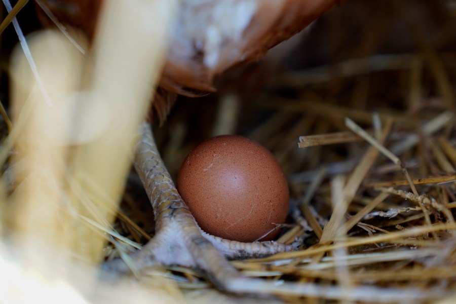 File - A hen stands next to an egg, Jan. 10, 2023, at a farm in Glenview, Ill. (AP Photo/Erin Hooley, File)