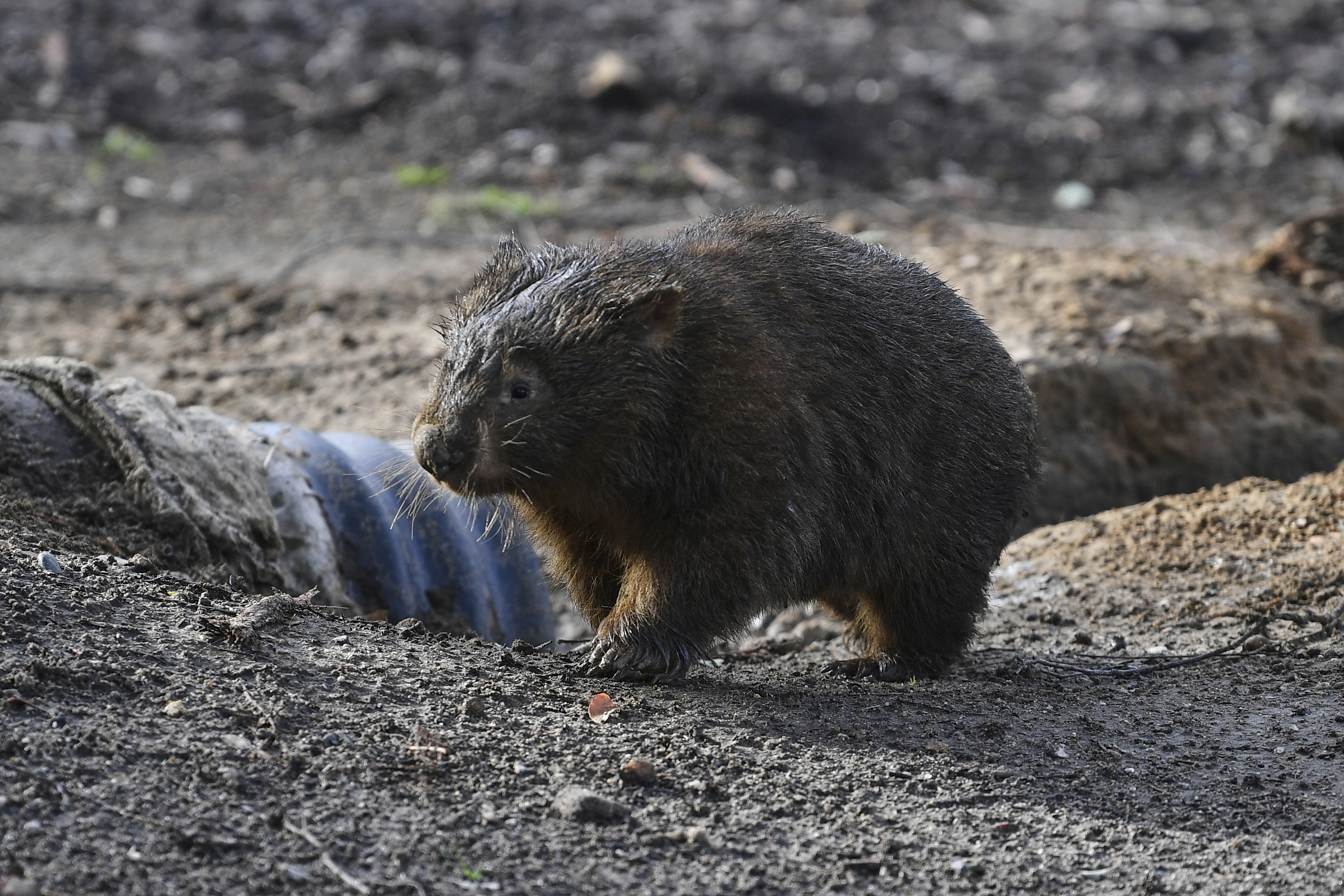 A wombat walks at a wildlife sanctuary in Bendalong on the South Coast, of Australia, Tuesday, May 26, 2020. (Dean Lewins/AAP Image via AP)