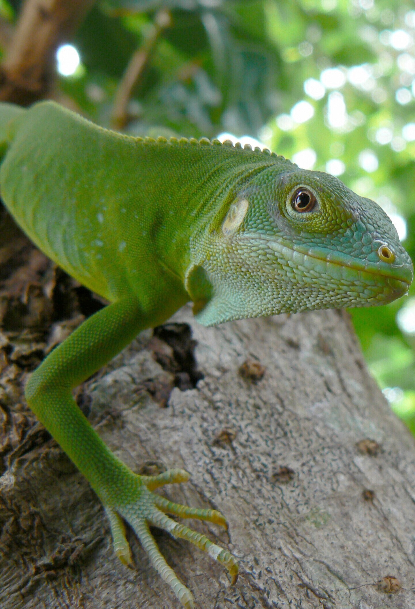 This photo provided by the United States Geological Survey shows a female Lau banded iguana in Fiji. (Robert Fisher/U.S. Geological Survey via AP)