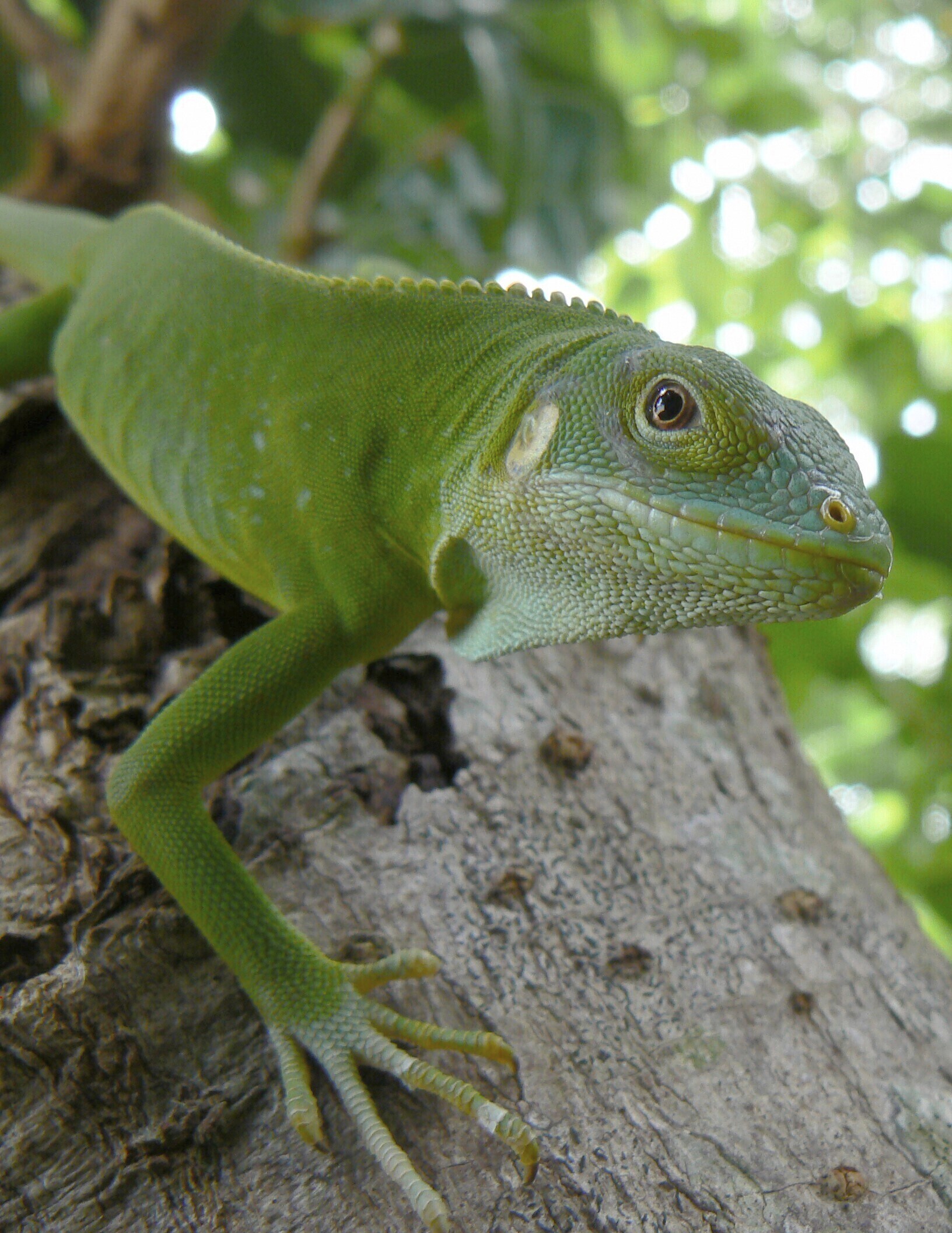 This photo provided by the United States Geological Survey shows a female Lau banded iguana in Fiji. (Robert Fisher/U.S. Geological Survey via AP)