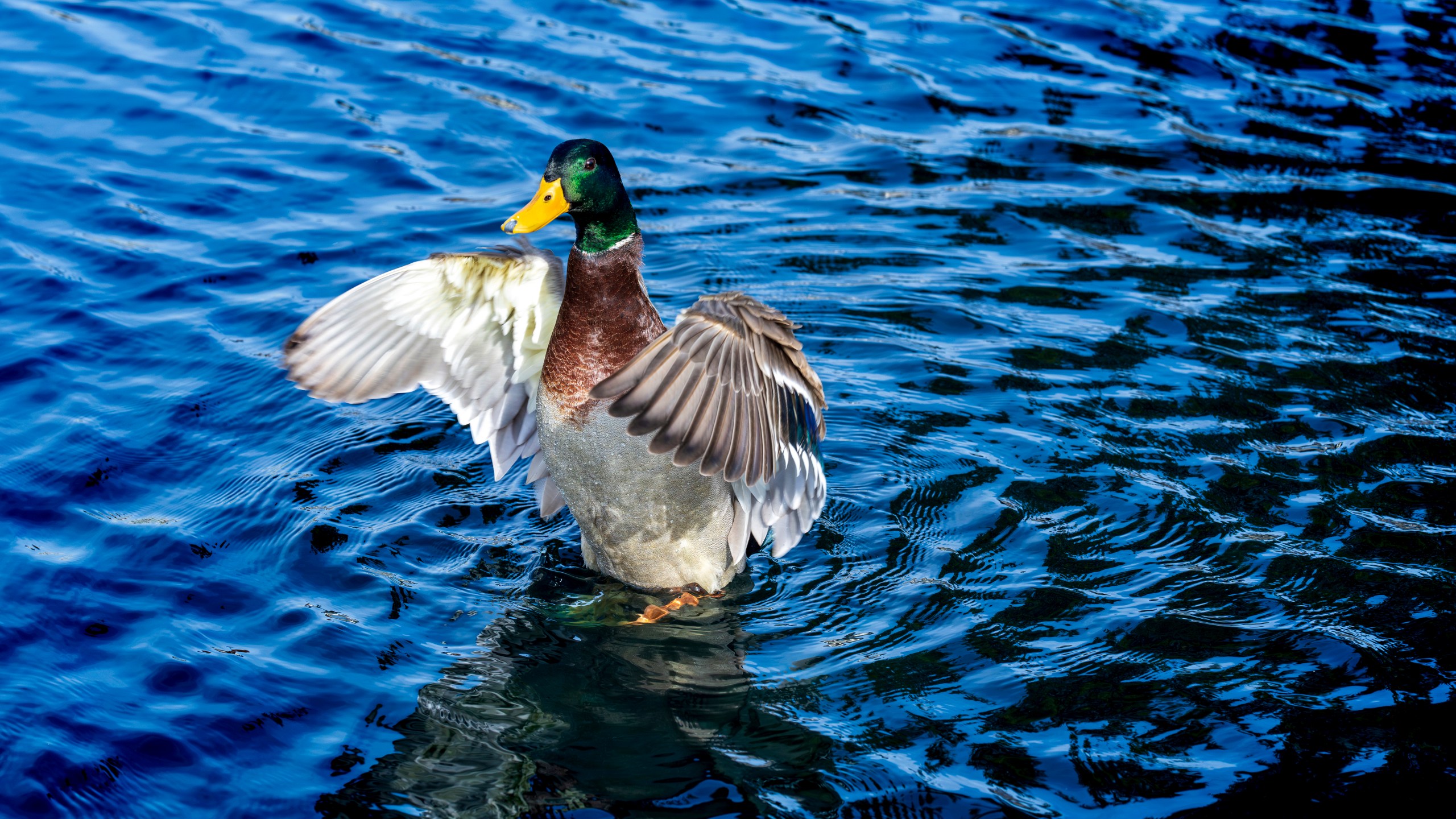 FILE - A mallard spreads his wings in the sun at the Capitol Reflecting Pool in Washington, Friday, Nov. 17, 2023. (AP Photo/J. Scott Applewhite, File)