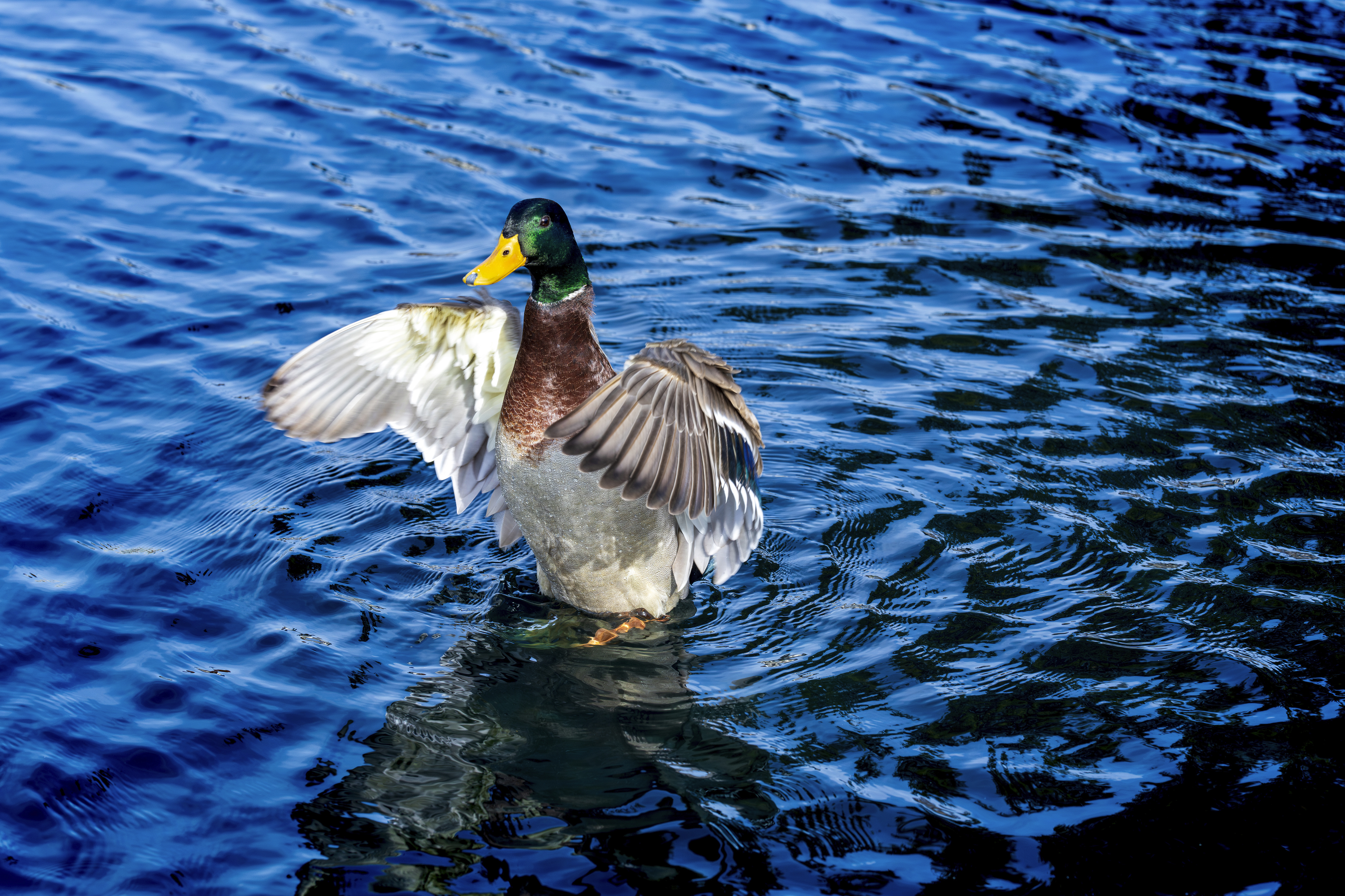 FILE - A mallard spreads his wings in the sun at the Capitol Reflecting Pool in Washington, Friday, Nov. 17, 2023. (AP Photo/J. Scott Applewhite, File)