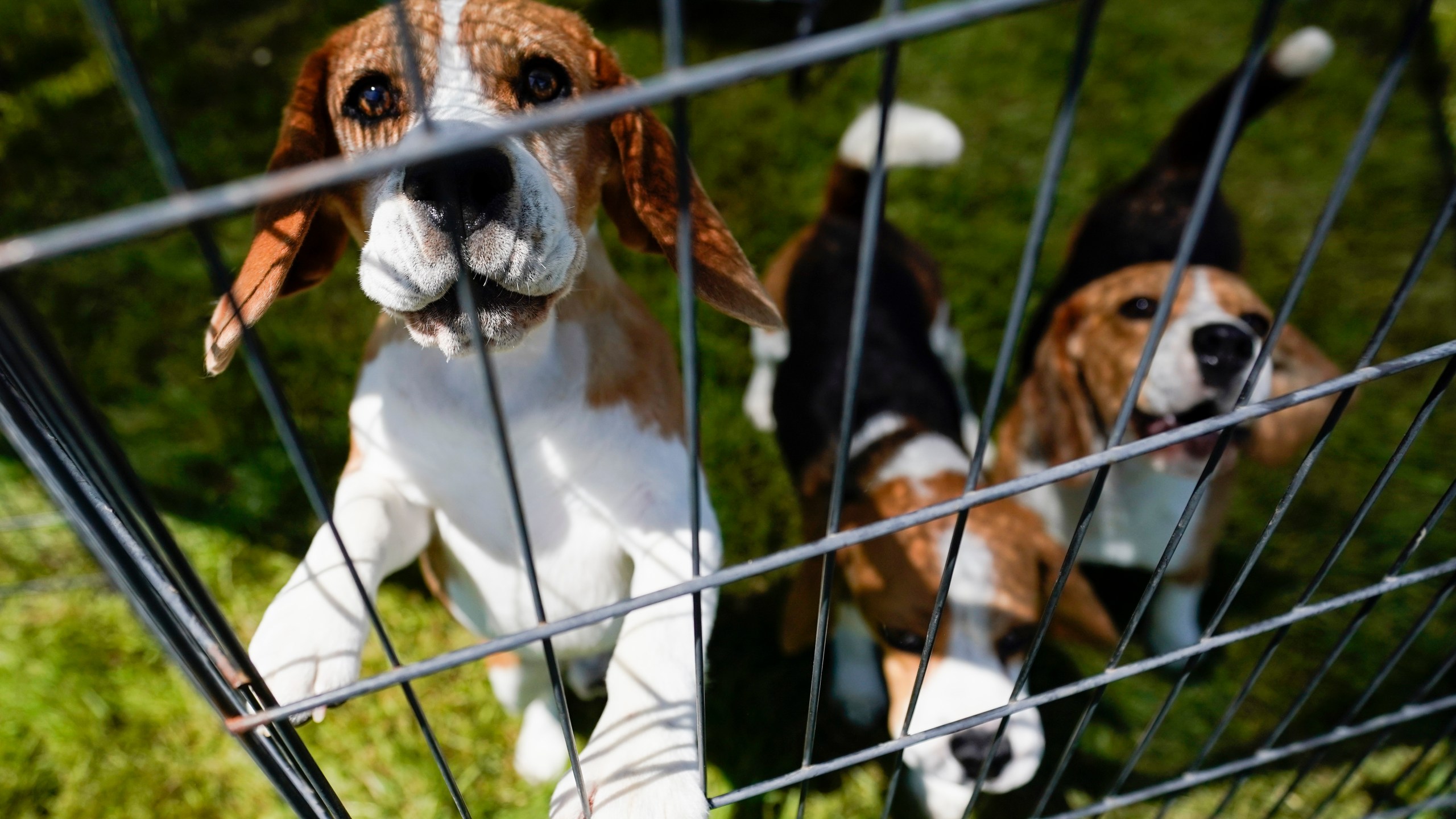 FILE - Beagles wait in a pen before competing in the146th Westminster Kennel Club Dog show, Monday, June 20, 2022, in Tarrytown, N.Y. (AP Photo/Mary Altaffer, file)