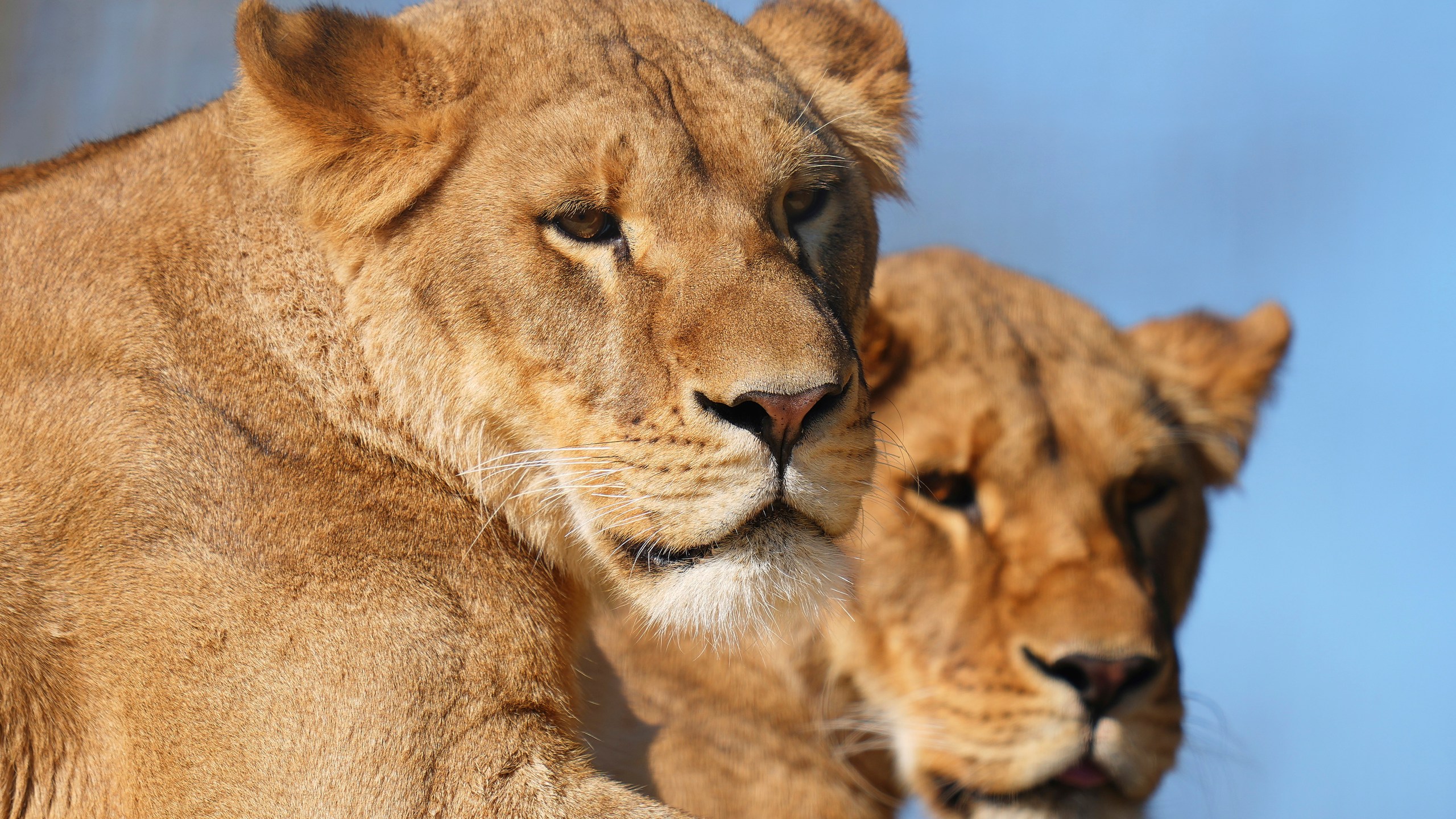 After being rescued from Ukraine, lion sisters Amani and Lira settle into their new forever home at The Big Cat Sanctuary near Ashford in Kent, England, Thursday, March 20, 2025. (AP Photo/Kirsty Wigglesworth)