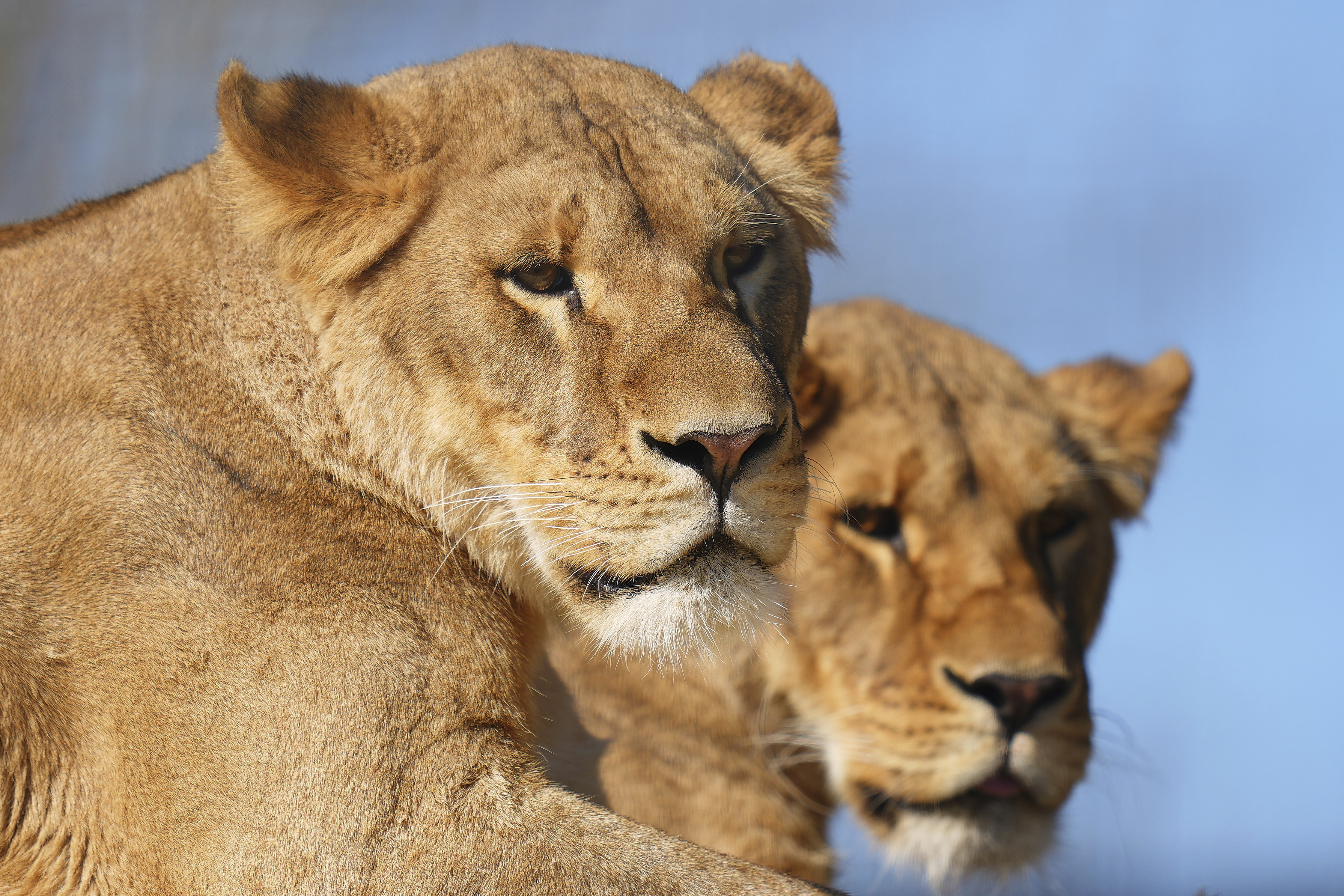 After being rescued from Ukraine, lion sisters Amani and Lira settle into their new forever home at The Big Cat Sanctuary near Ashford in Kent, England, Thursday, March 20, 2025. (AP Photo/Kirsty Wigglesworth)